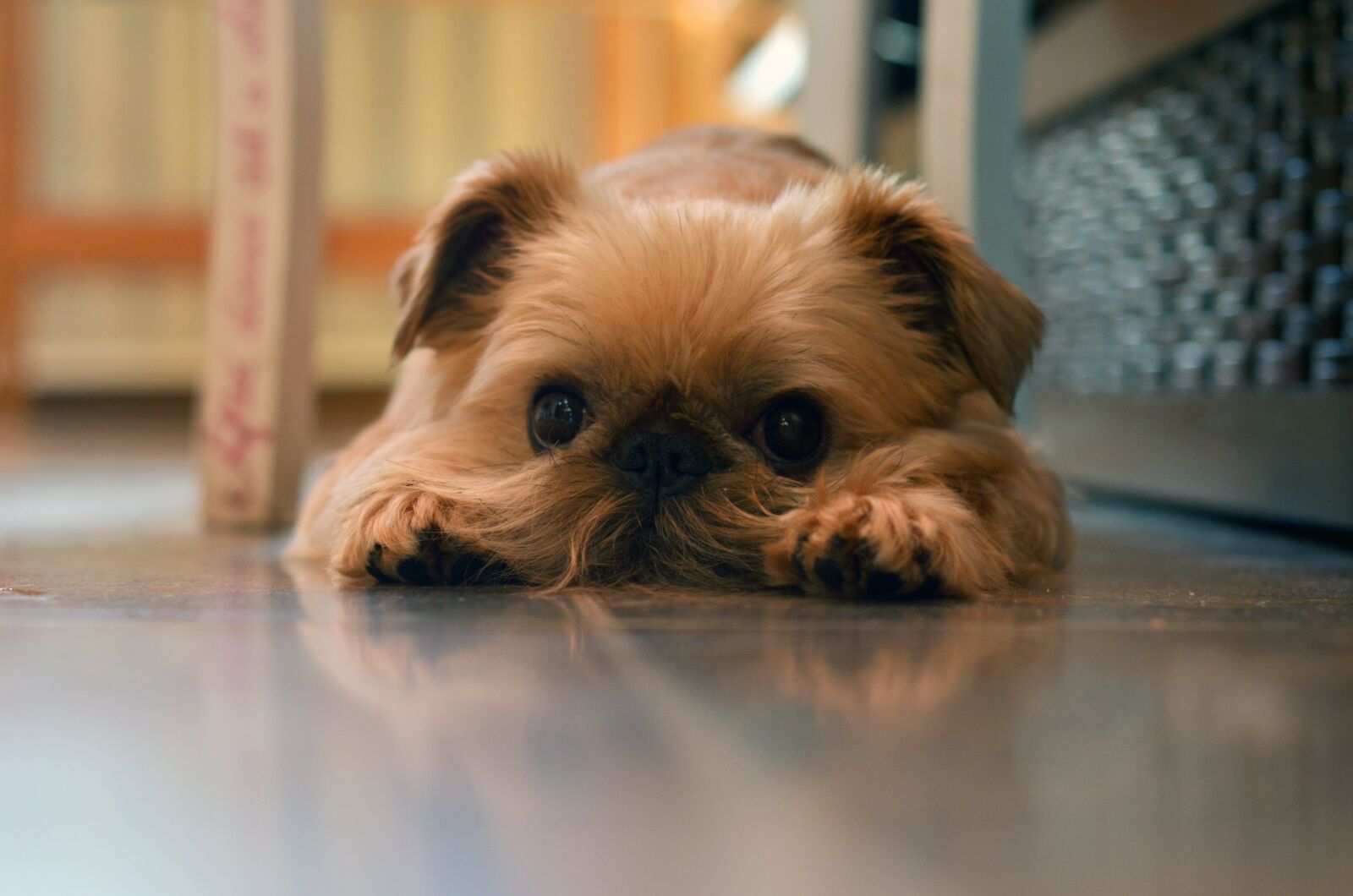 Nikon D5100 sample photo. Griffon, dog, cute photography