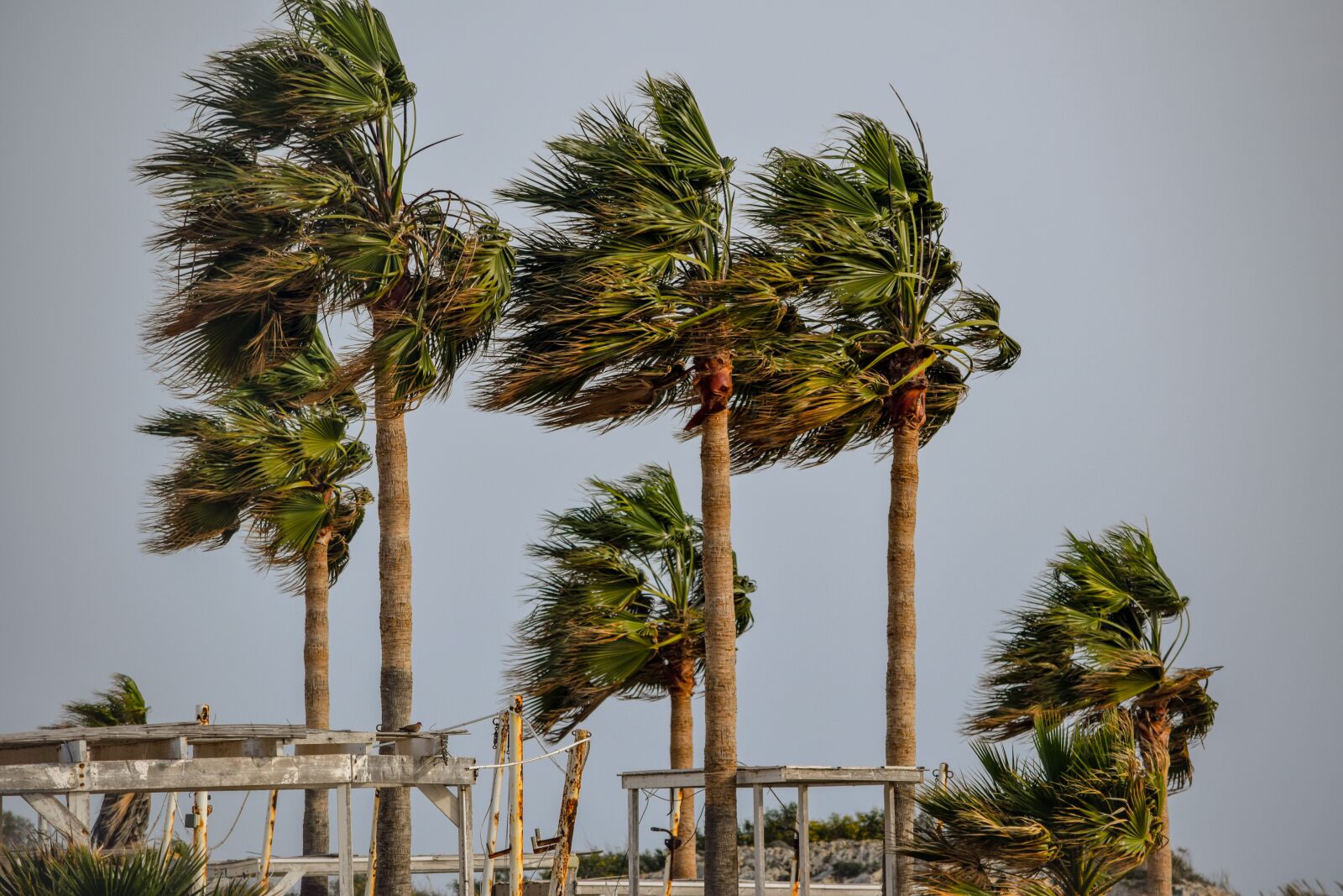 Nikon D3300 sample photo. Tree, palm, tropical photography