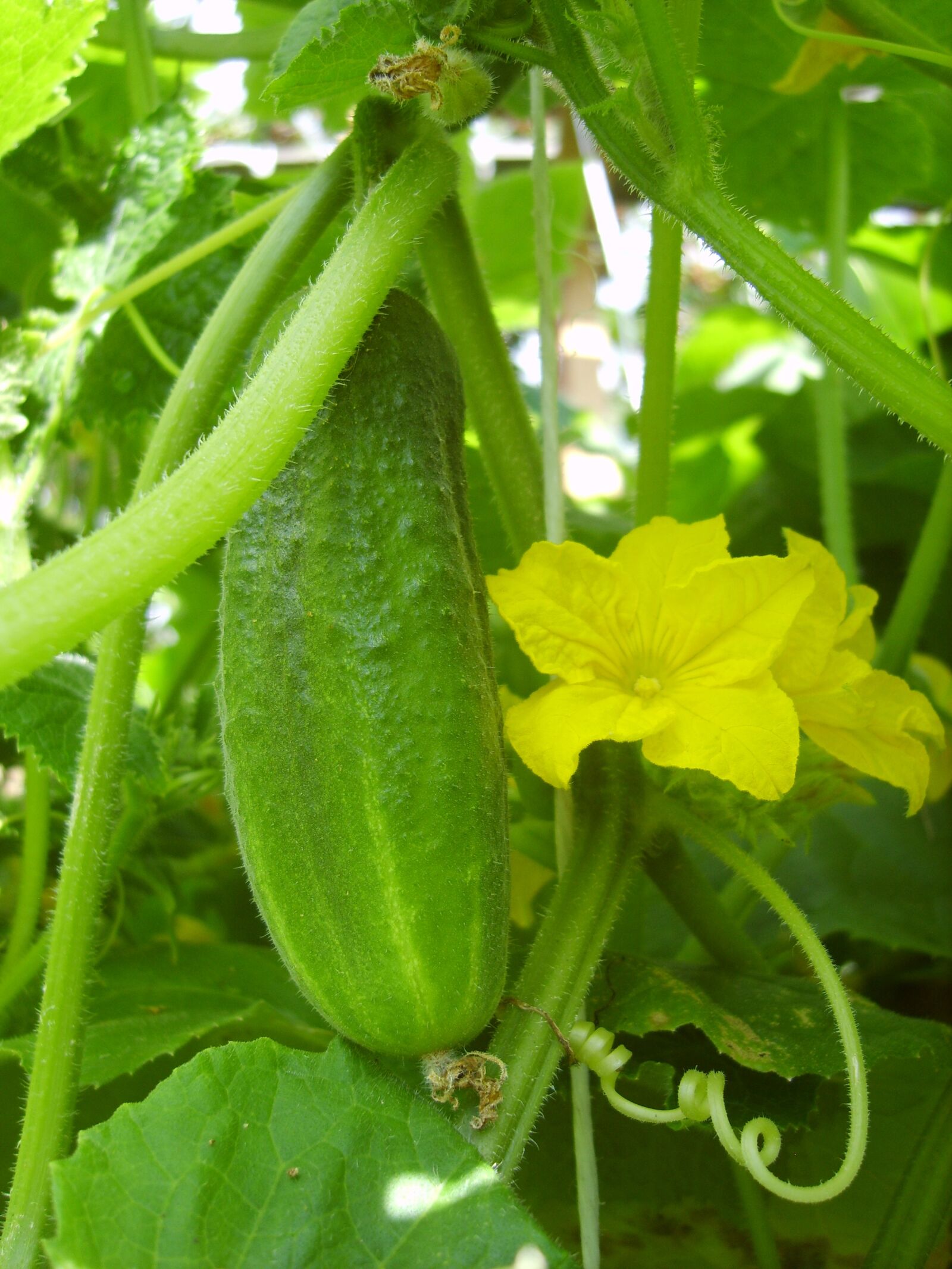 Samsung Digimax S830 / Kenox S830 sample photo. Cucumber, flower, green photography