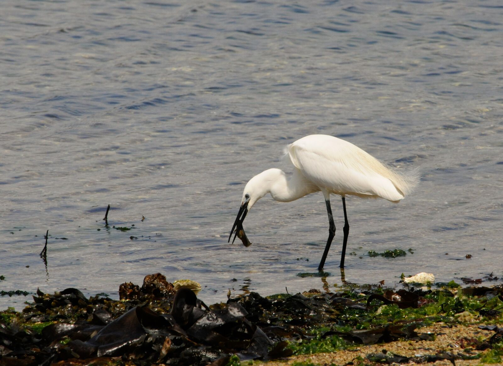 Nikon D300S sample photo. Sea, egret, heron photography
