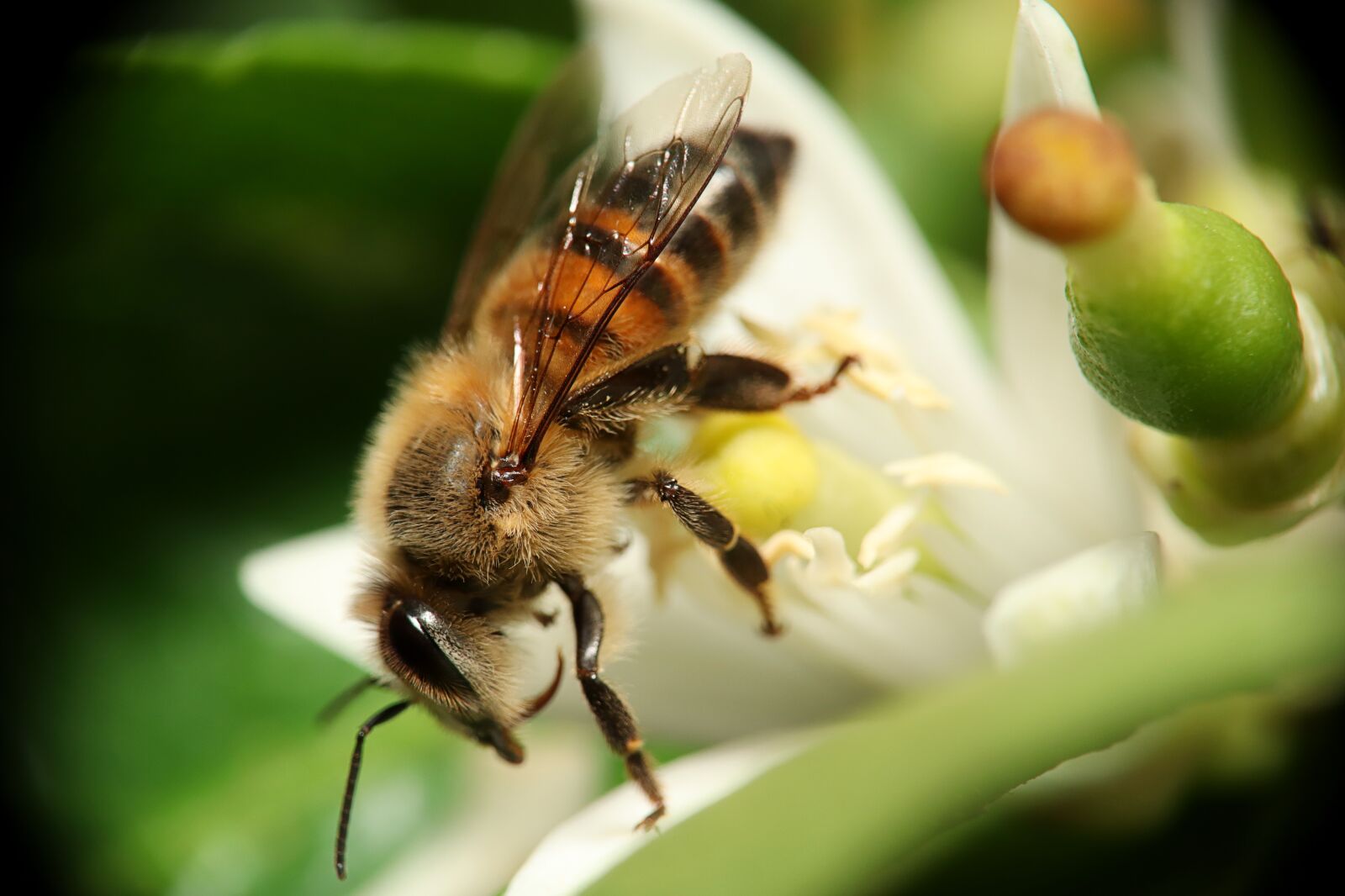 Canon EOS M50 (EOS Kiss M) sample photo. Bee, obrera, flower photography