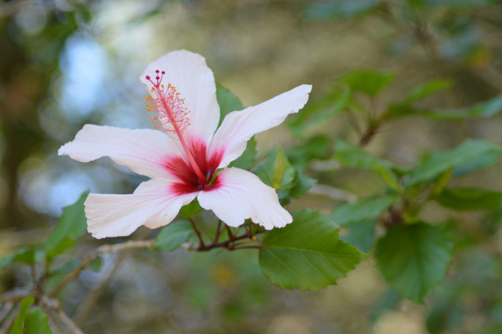 Nikon D3200 sample photo. Flower, beautiful, fulfillment photography