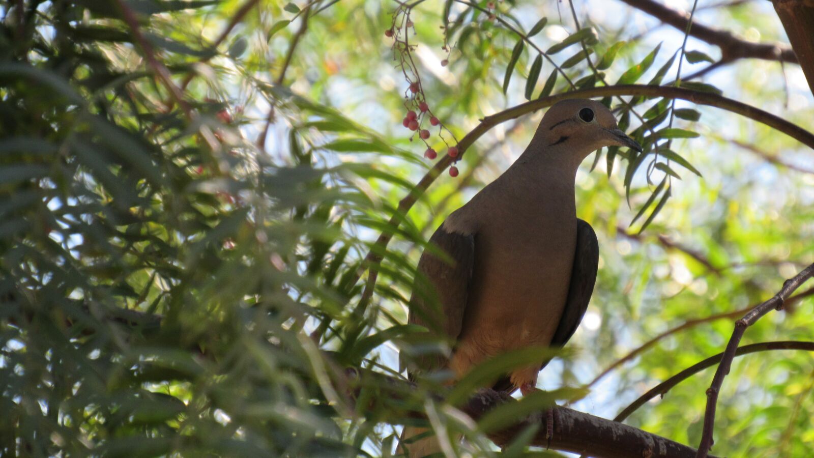 Canon PowerShot SX530 HS sample photo. Turtledove, ave, birds photography