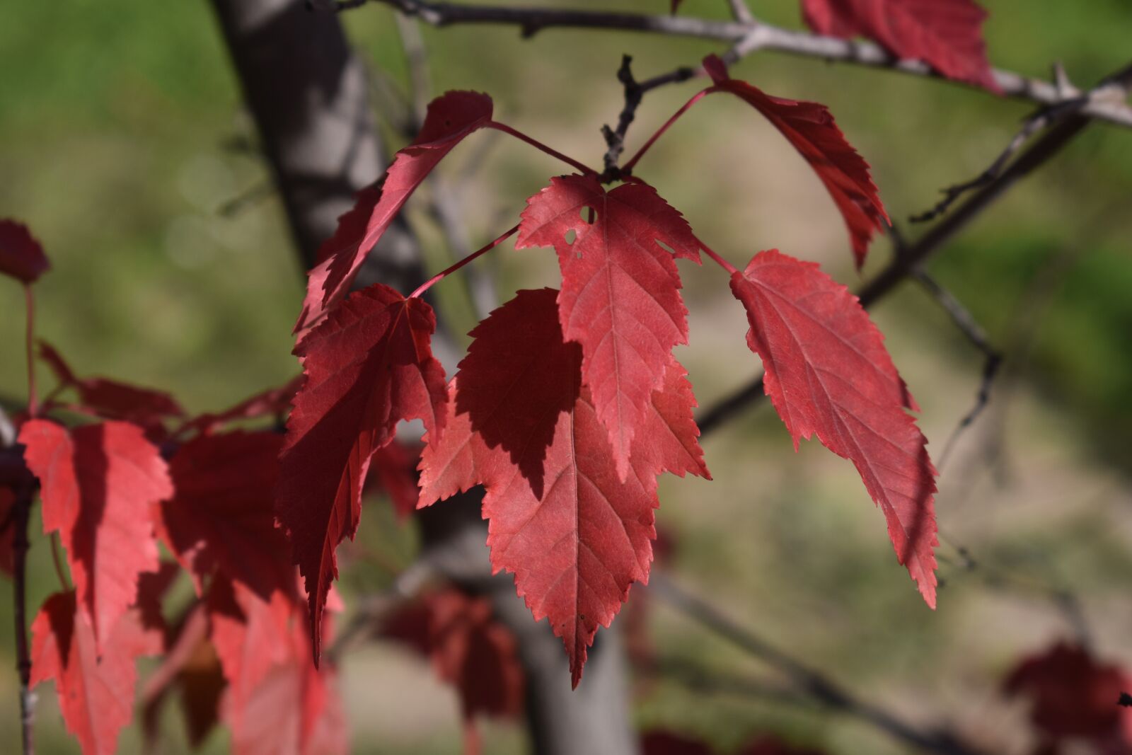 Nikon D3400 sample photo. Autumn, red, sheet photography