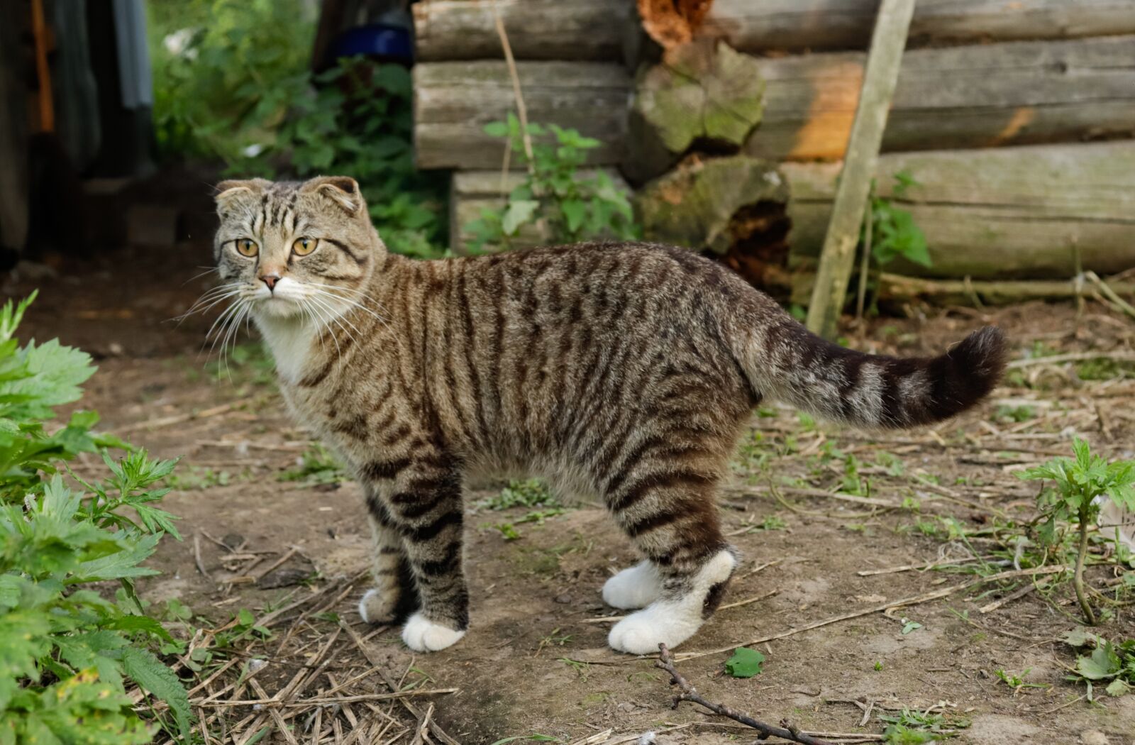 Canon EOS 200D (EOS Rebel SL2 / EOS Kiss X9) sample photo. Cat, village, dacha photography