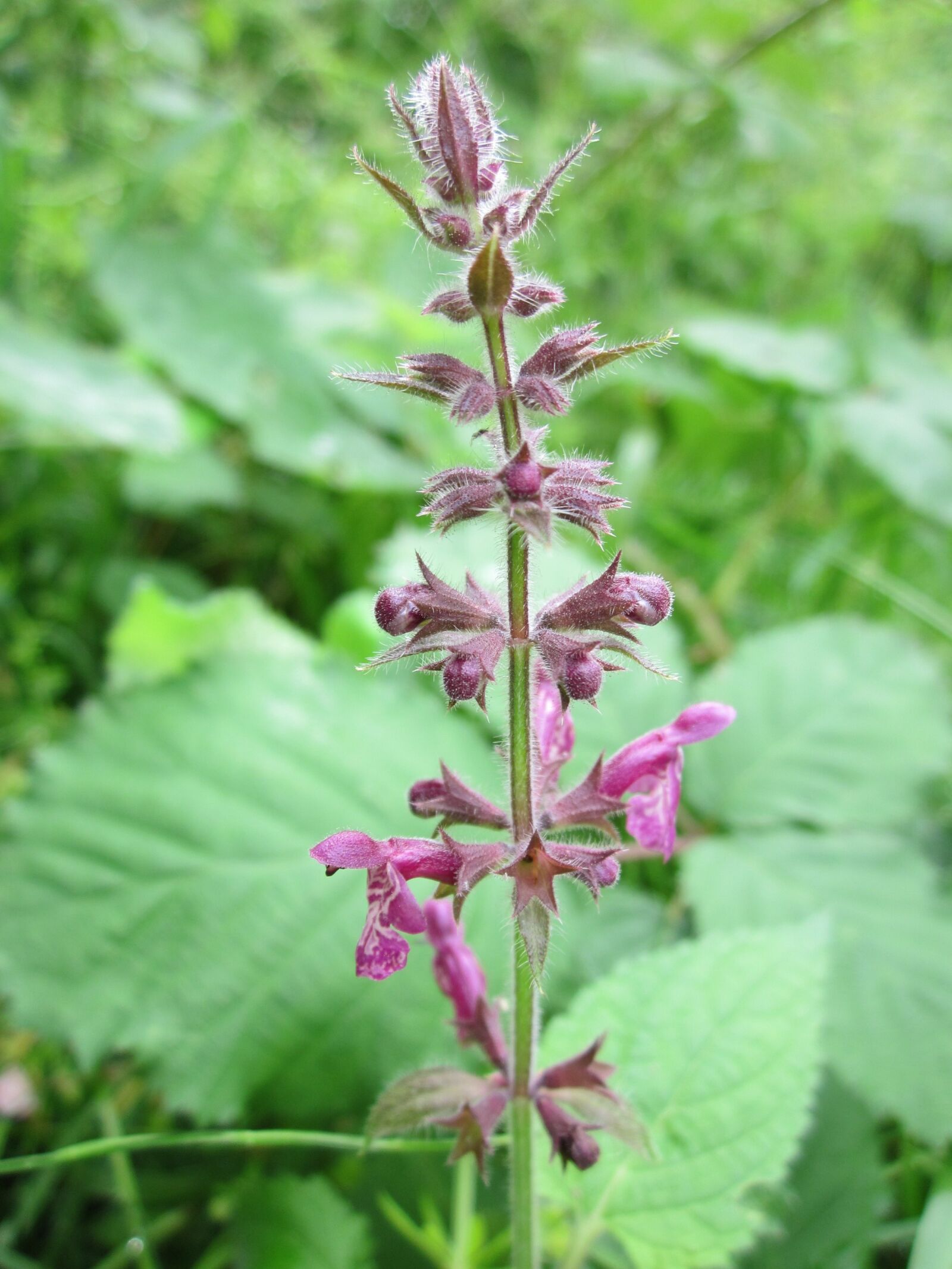 Canon PowerShot A1200 sample photo. Stachys slyvatica, hedge woundwort photography