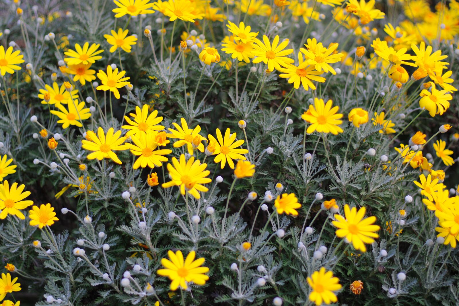Canon EOS 2000D (EOS Rebel T7 / EOS Kiss X90 / EOS 1500D) + Canon EF 50mm F1.8 STM sample photo. Daisy, flower, yellow photography