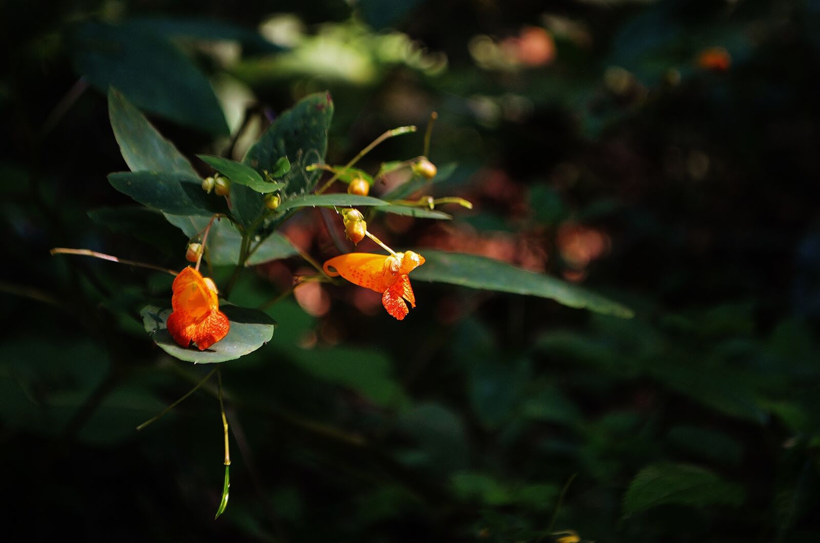 Nikon D5100 sample photo. Flowers, nature, forrest photography