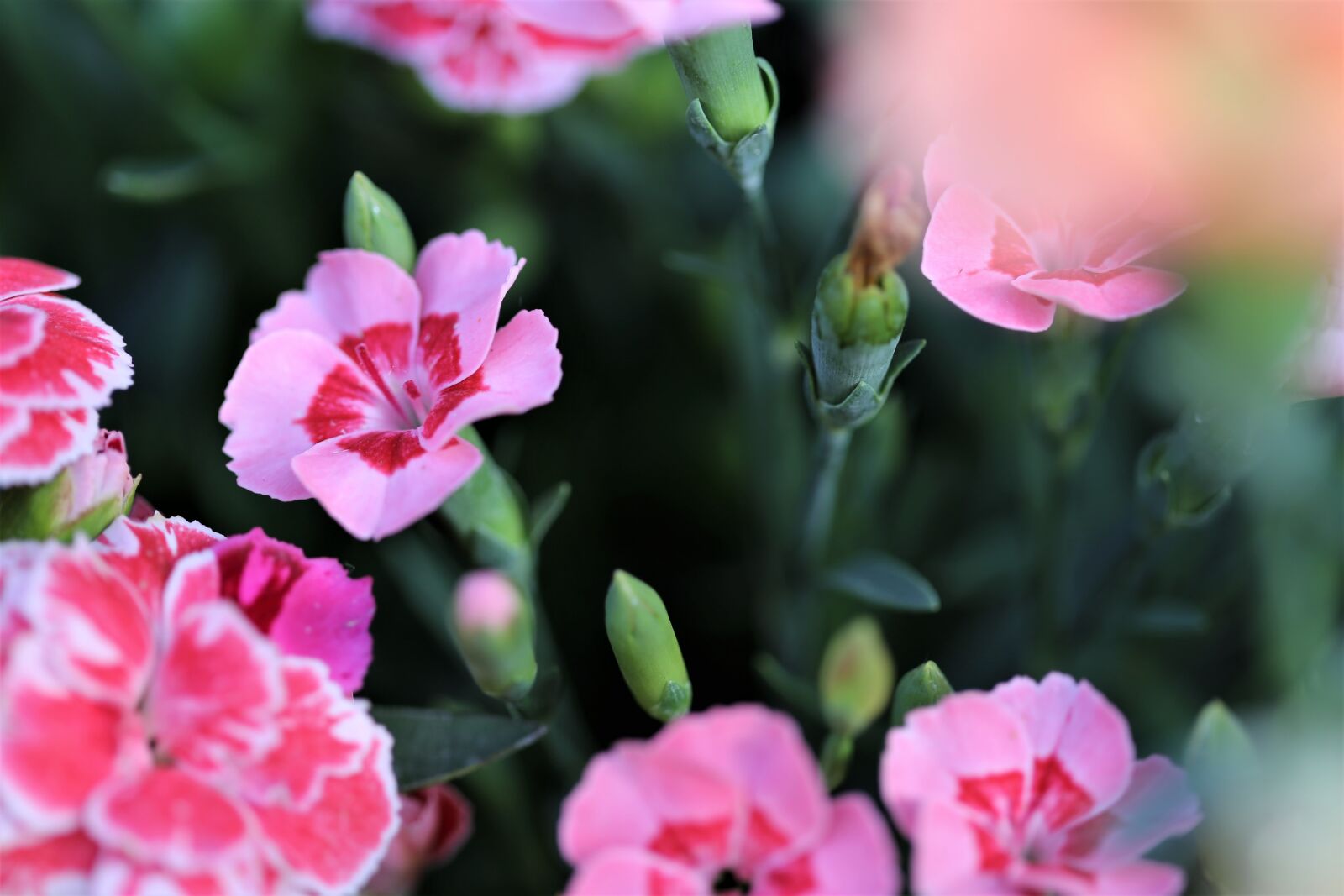 Canon EOS 6D + Canon EF 100mm F2.8 Macro USM sample photo. Pink carnations, flowers, blooming photography