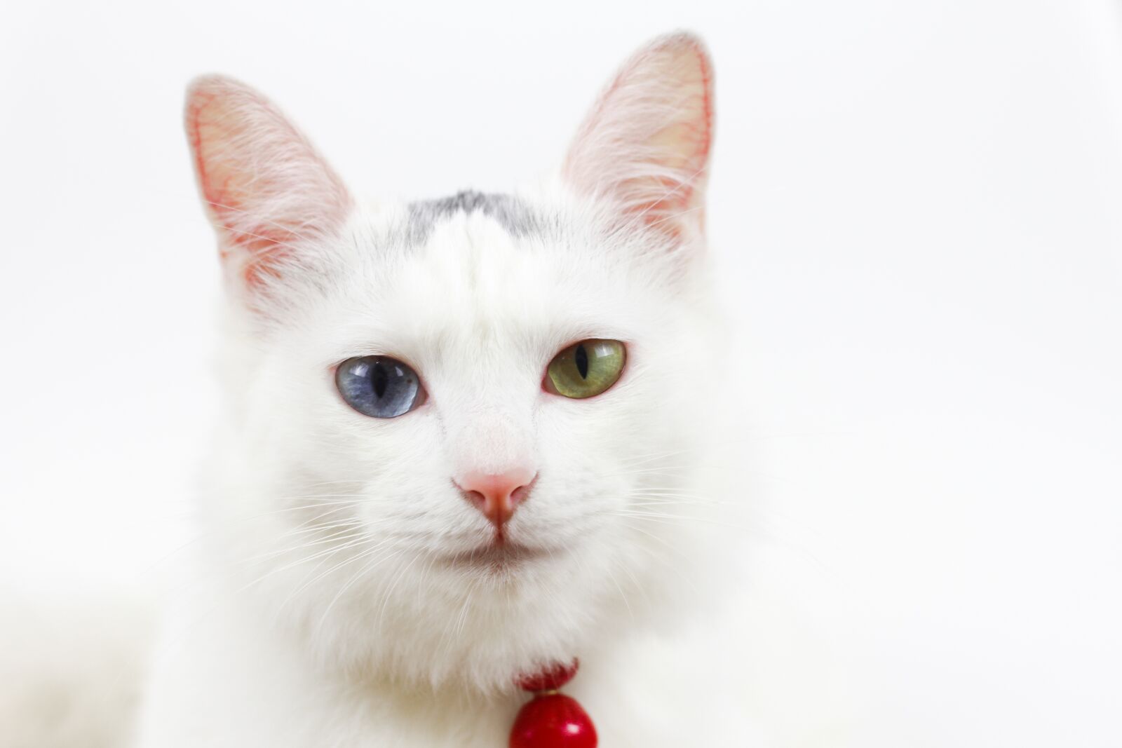 Canon EOS 7D + Canon EF 50mm F1.8 II sample photo. Cat, bell, different colored photography
