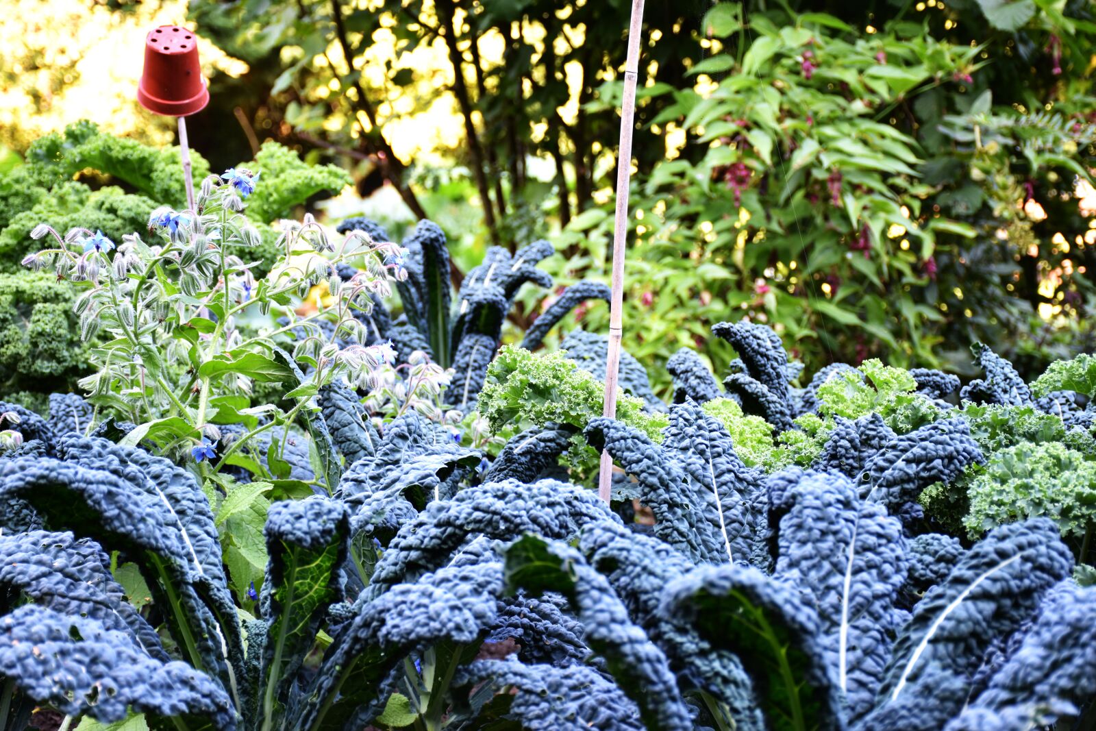 Nikon D7200 sample photo. Kale, cabbage, smooth photography