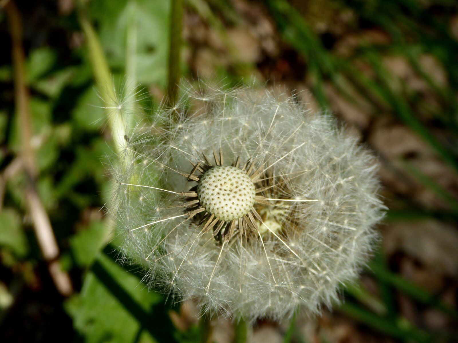 Panasonic DMC-TZ61 sample photo. Dandelion, close up, seeds photography