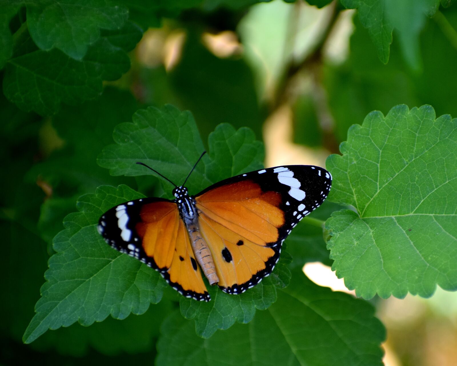 Nikon D3300 sample photo. Butterfly, flower, spring photography