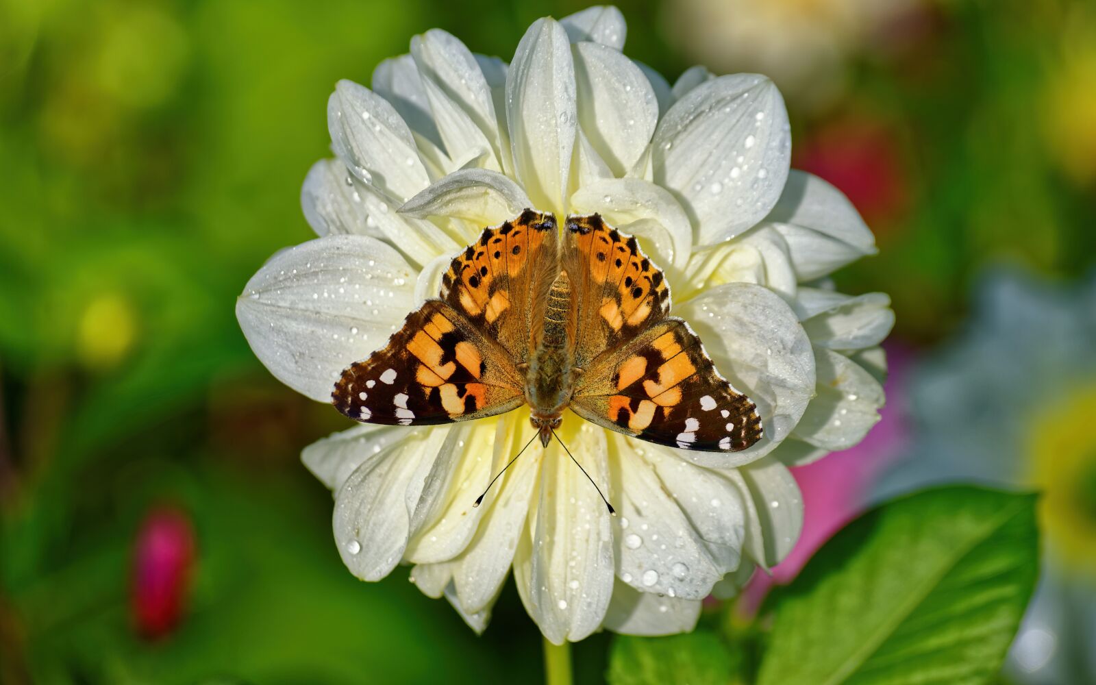 Nikon D5100 sample photo. Butterfly, wings, colors photography