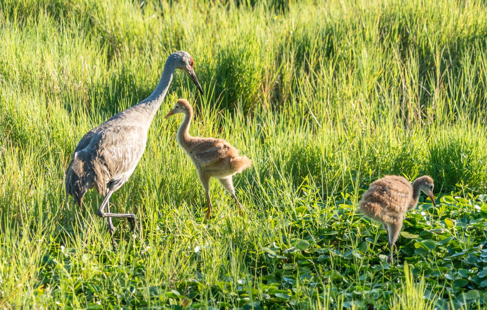 Sony a7R II sample photo. Endangered, sand hill cranes photography
