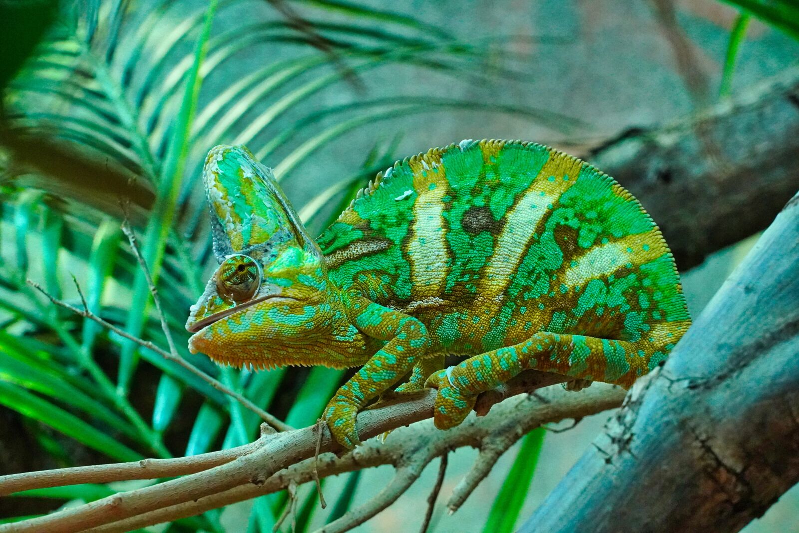 Sony a6400 sample photo. Terrarium, chameleon, reptile photography
