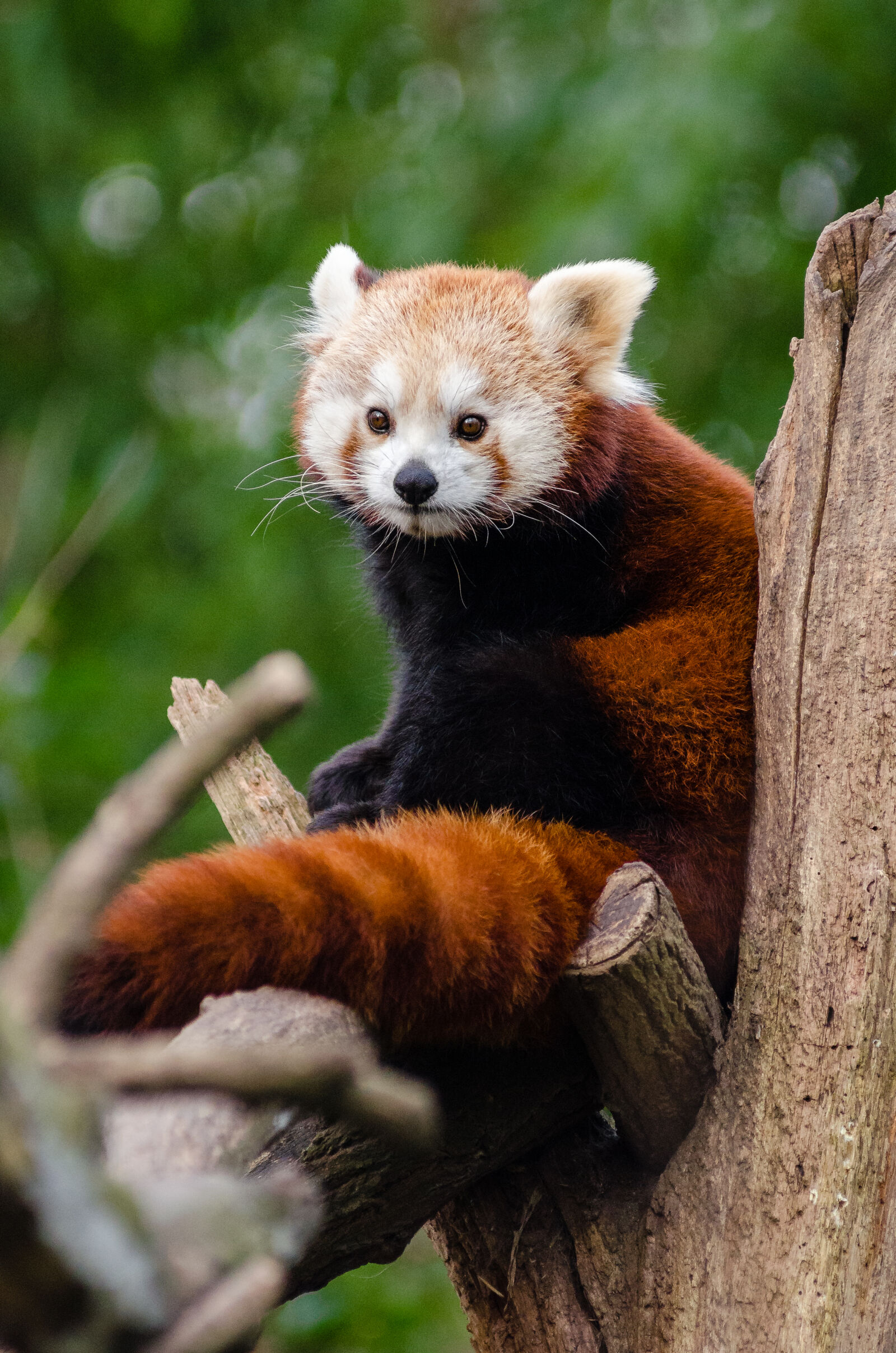 AF Zoom-Nikkor 80-200mm f/2.8 ED sample photo
