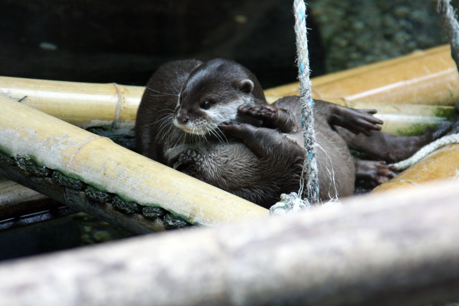 Canon EOS 40D sample photo. Nature, otter, water photography