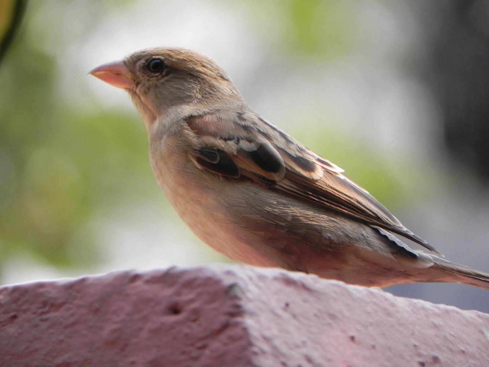 Nikon Coolpix P100 sample photo. Sparrow, bird, perched photography