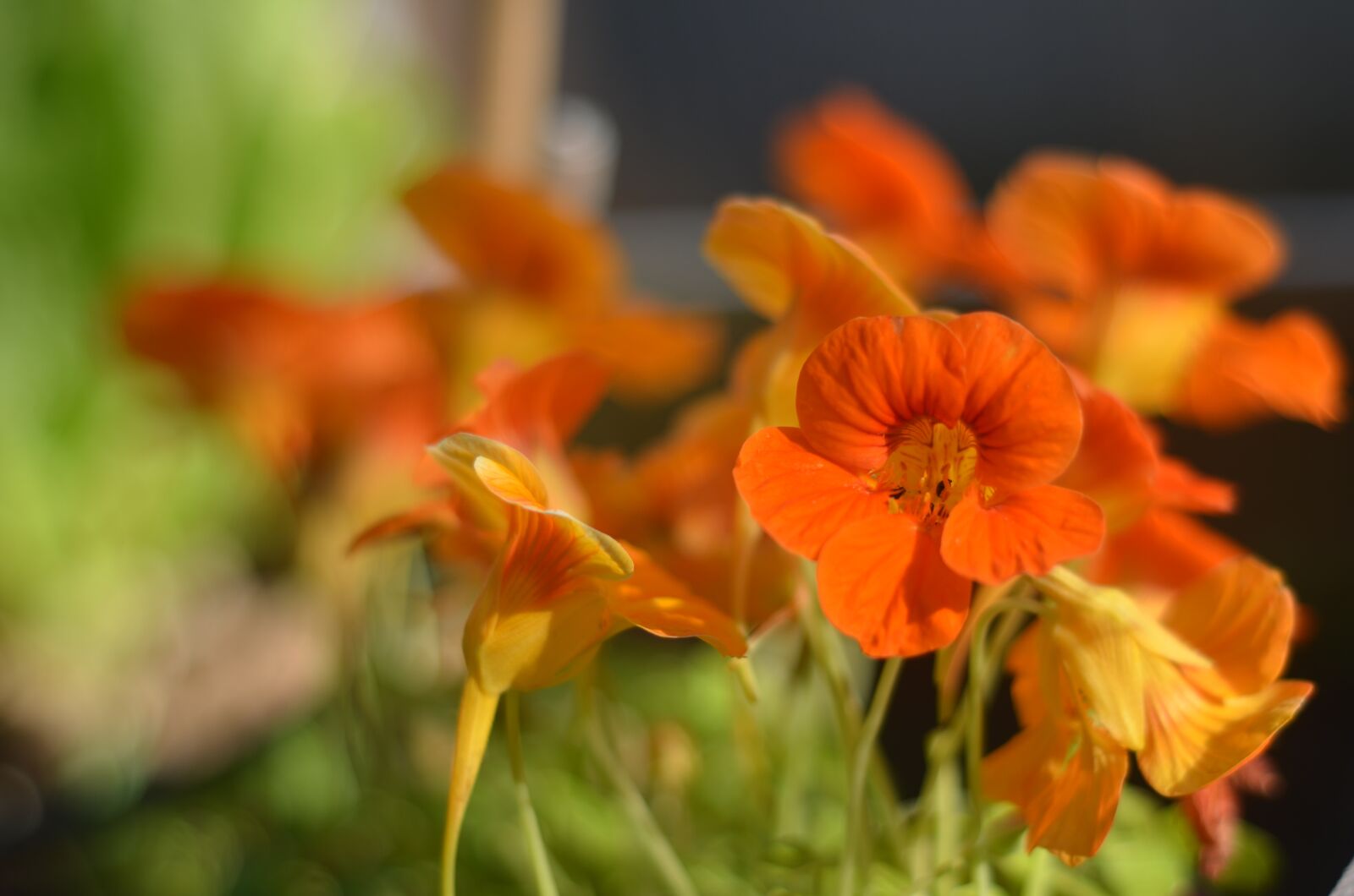 Nikon D7000 sample photo. Nasturtium, orange flowers, garden photography