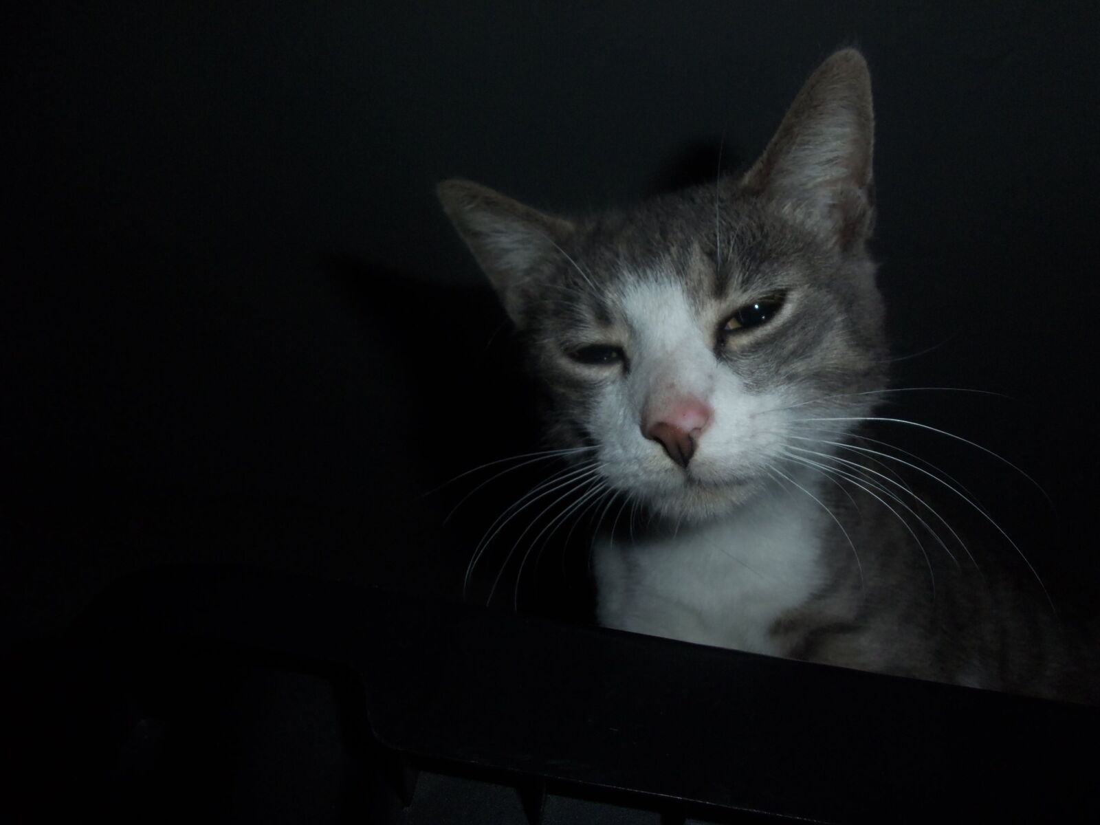 Kodak EASYSHARE M580 DIGITAL CAMERA sample photo. Squinty tuna photography