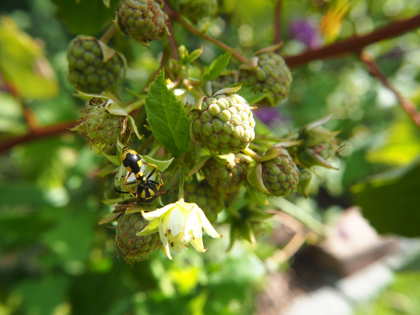 Olympus OM-D E-M10 sample photo. Wasp, raspberries, plant photography