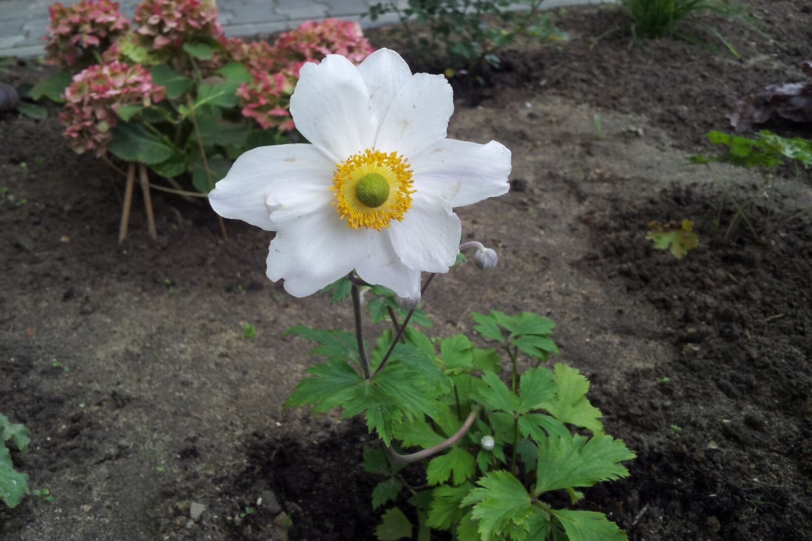 Samsung Galaxy S2 sample photo. Author, skibka, photo photography