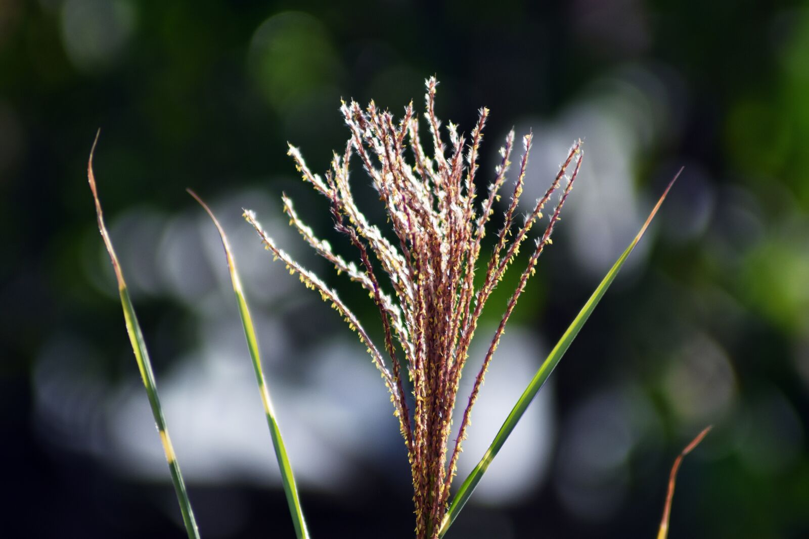 Nikon D3400 sample photo. Plant, background, garden photography