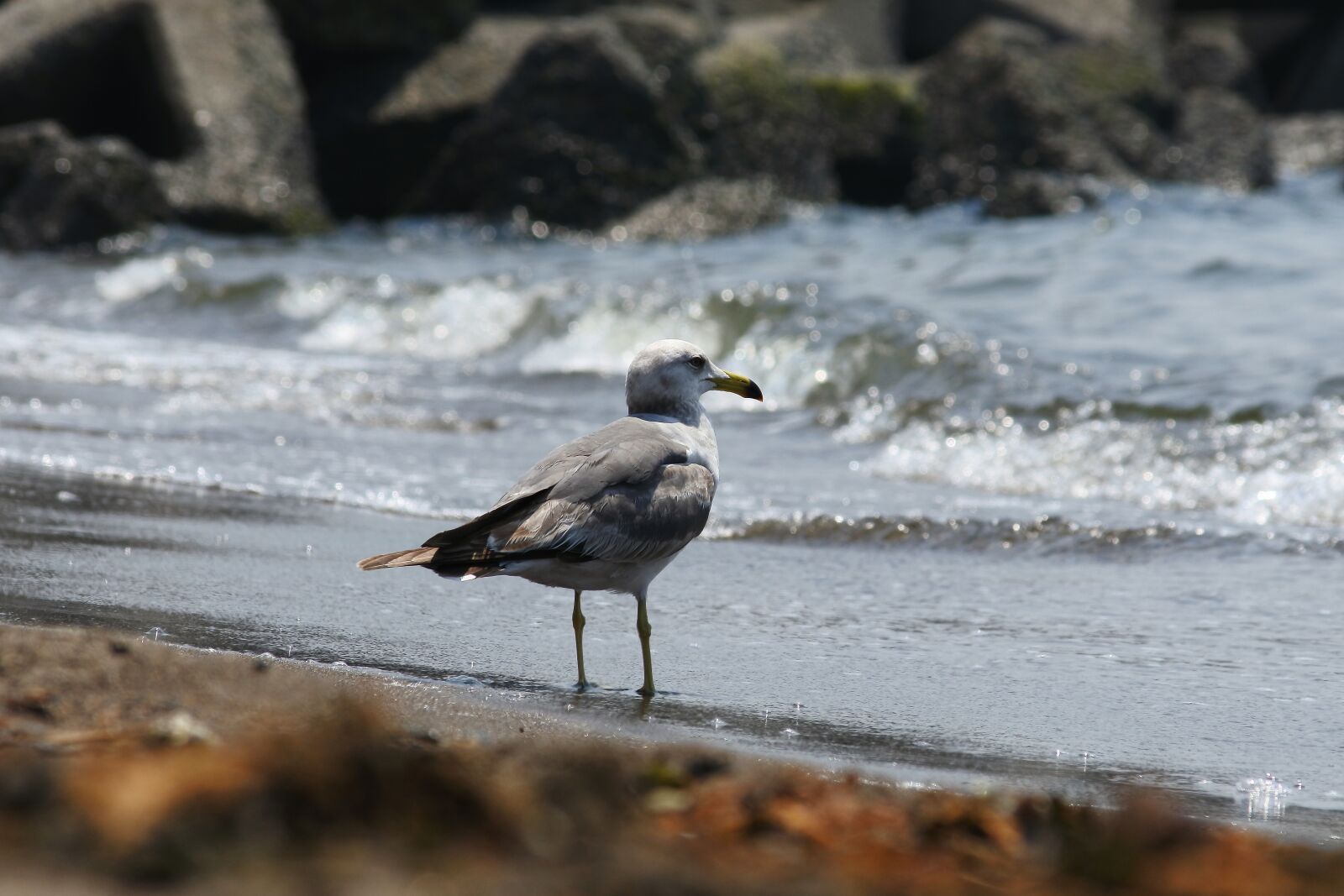 Nikon 1 J5 + VR 55-200mm f/4-5.6G sample photo. Animal, sea, beach photography