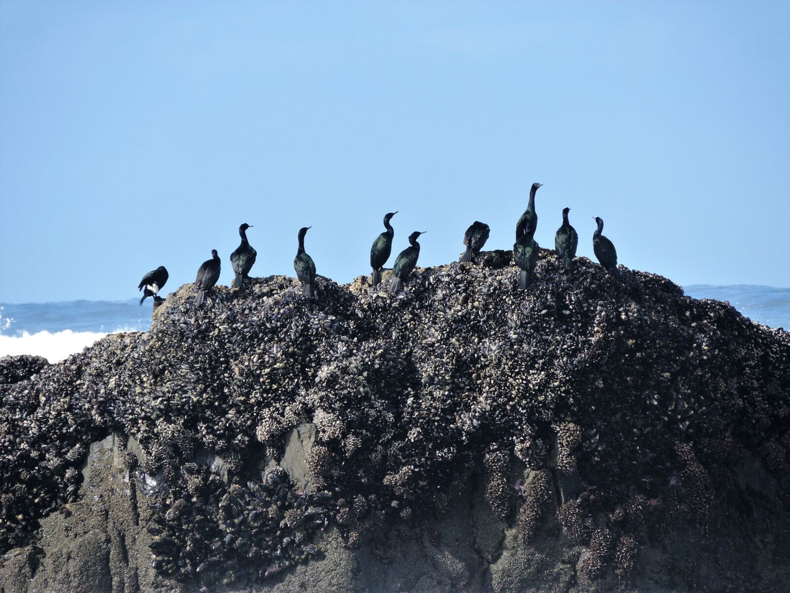 Nikon Coolpix P600 sample photo. Cormorants, pelagic cormorants, pelagic photography