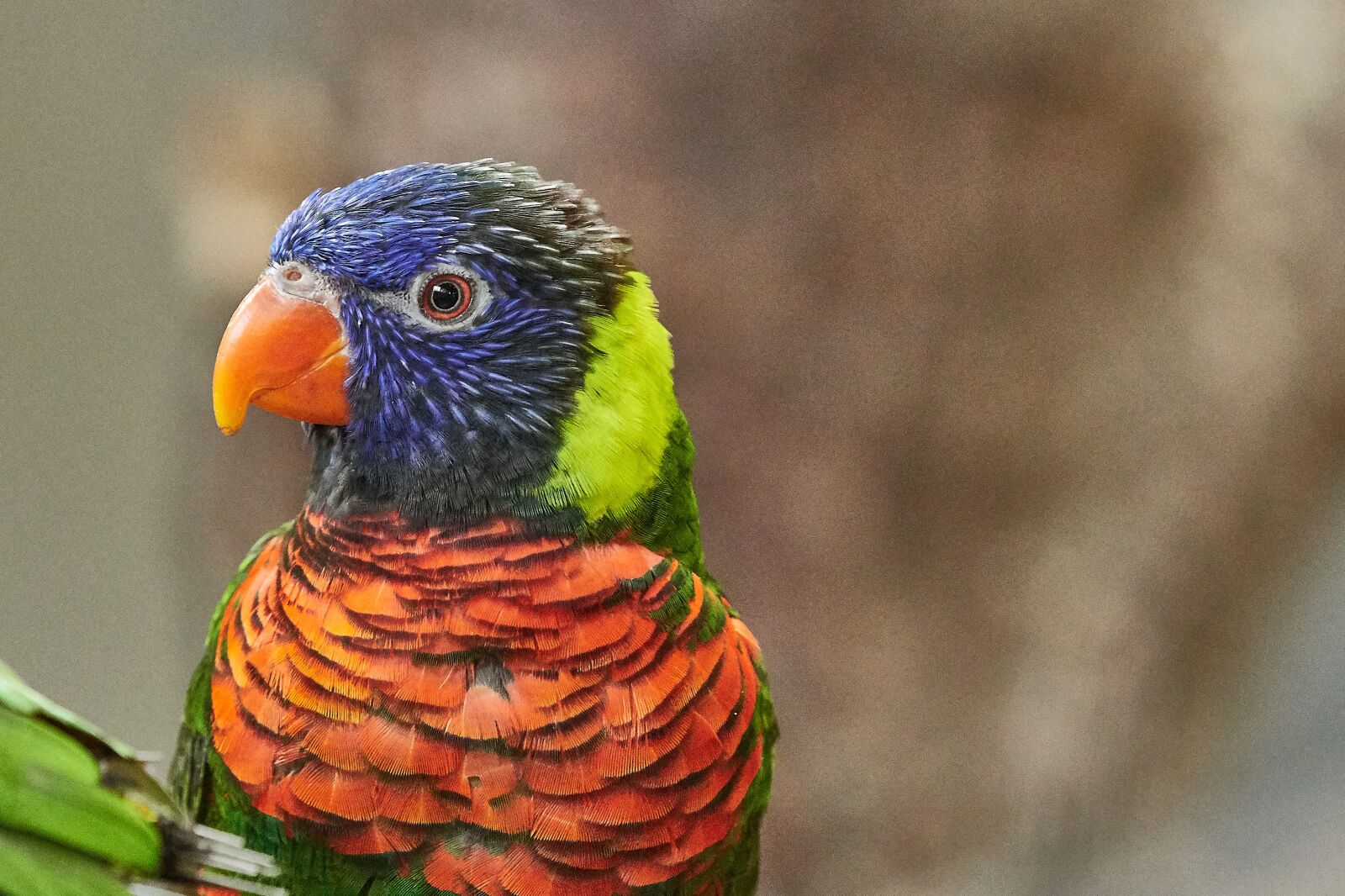 Nikon AF-S Nikkor 200-500mm F5.6E ED VR sample photo. Lorikeet, parrot, new guinea photography