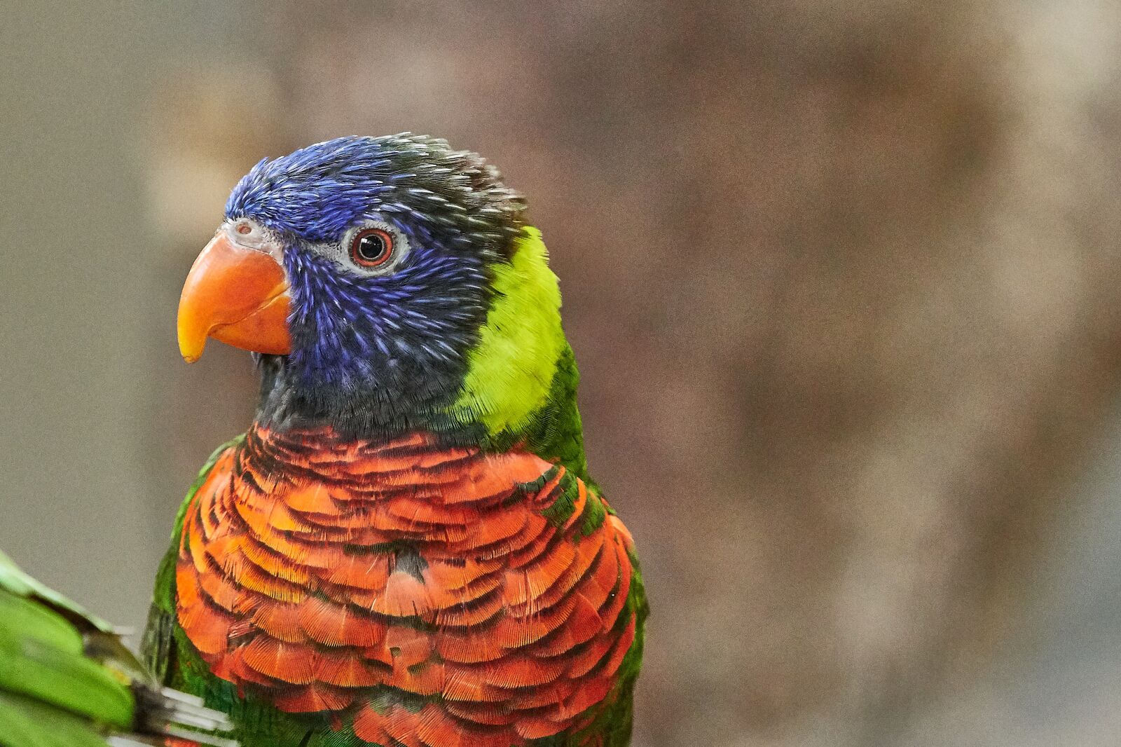 Nikon D500 + Nikon AF-S Nikkor 200-500mm F5.6E ED VR sample photo. Lorikeet, parrot, new guinea photography