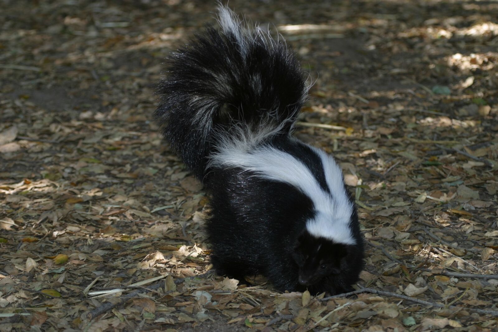 Canon EOS D60 sample photo. Skunk, wildlife, portrait photography