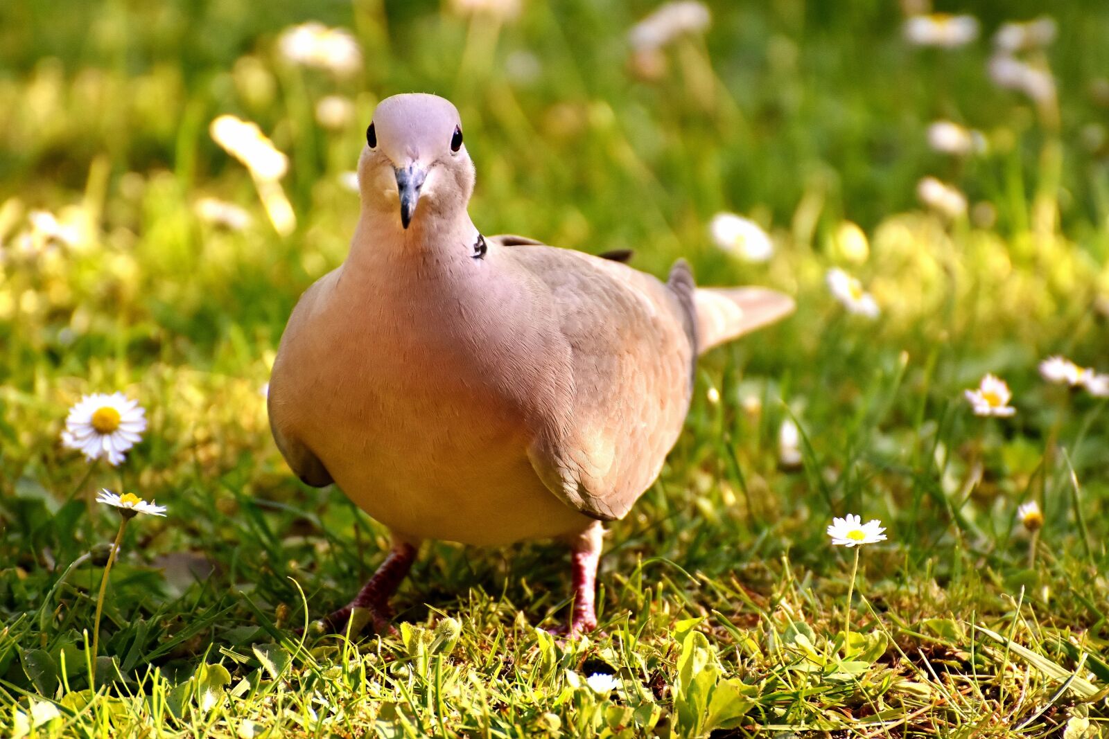 Nikon D7200 sample photo. Dove, collared, bird photography