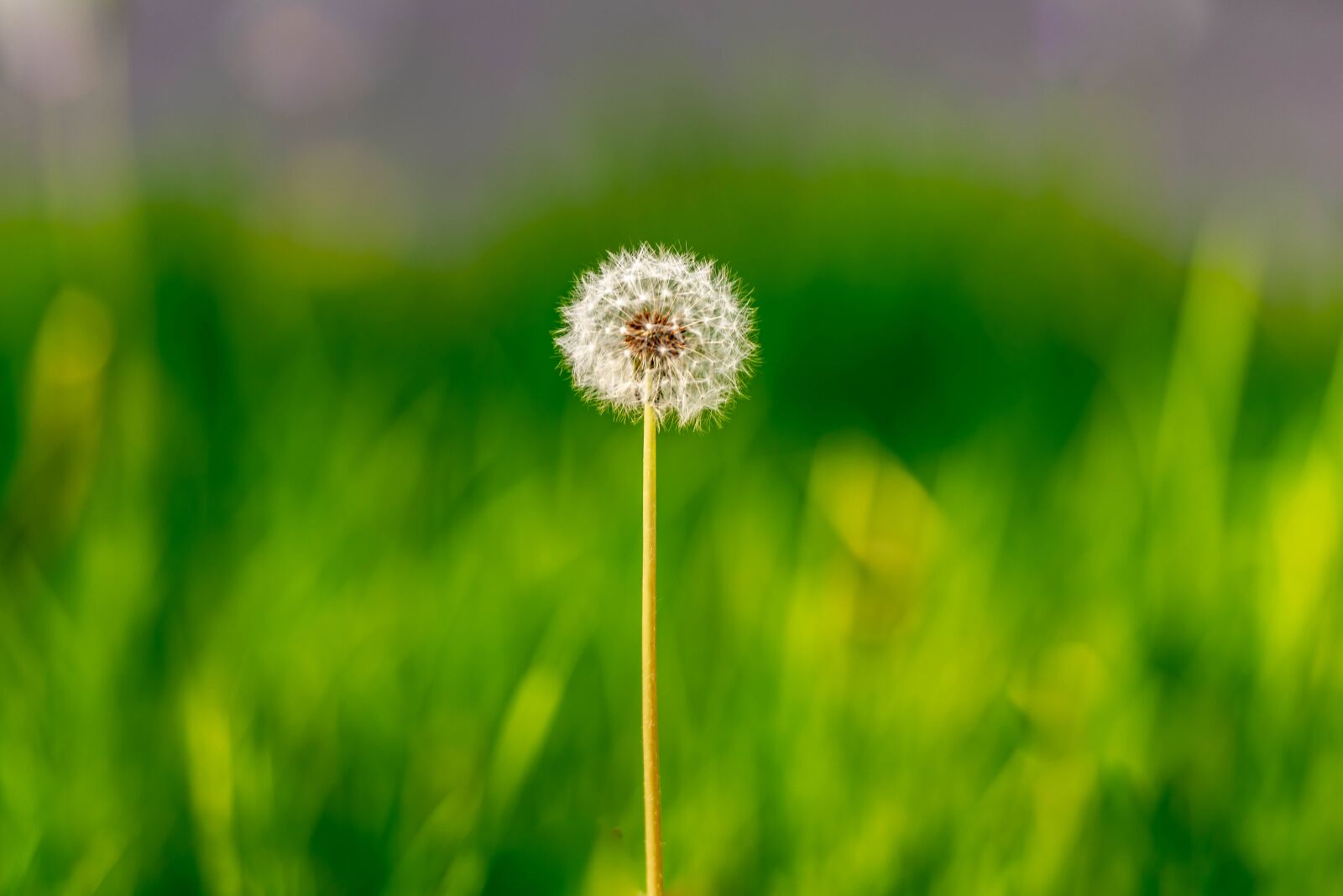 Nikon D810 sample photo. Dandelion, summer, nature photography