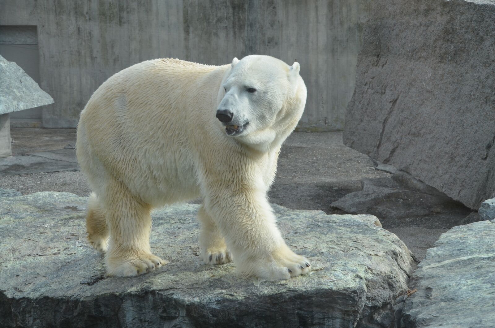 Nikon D5100 sample photo. Polar bear, zoo, bear photography
