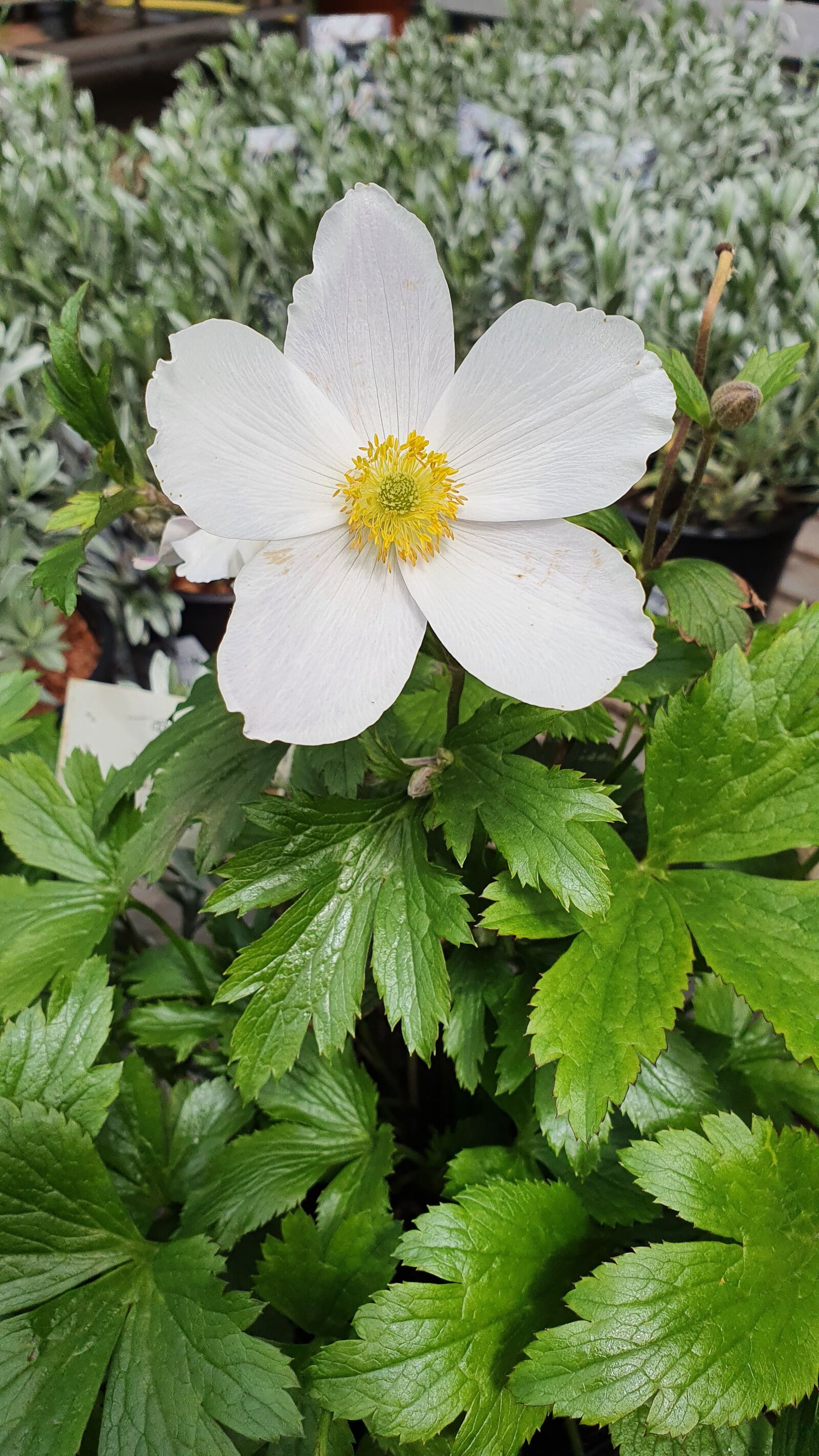 Samsung Galaxy S10+ sample photo. Flower, white, nature photography
