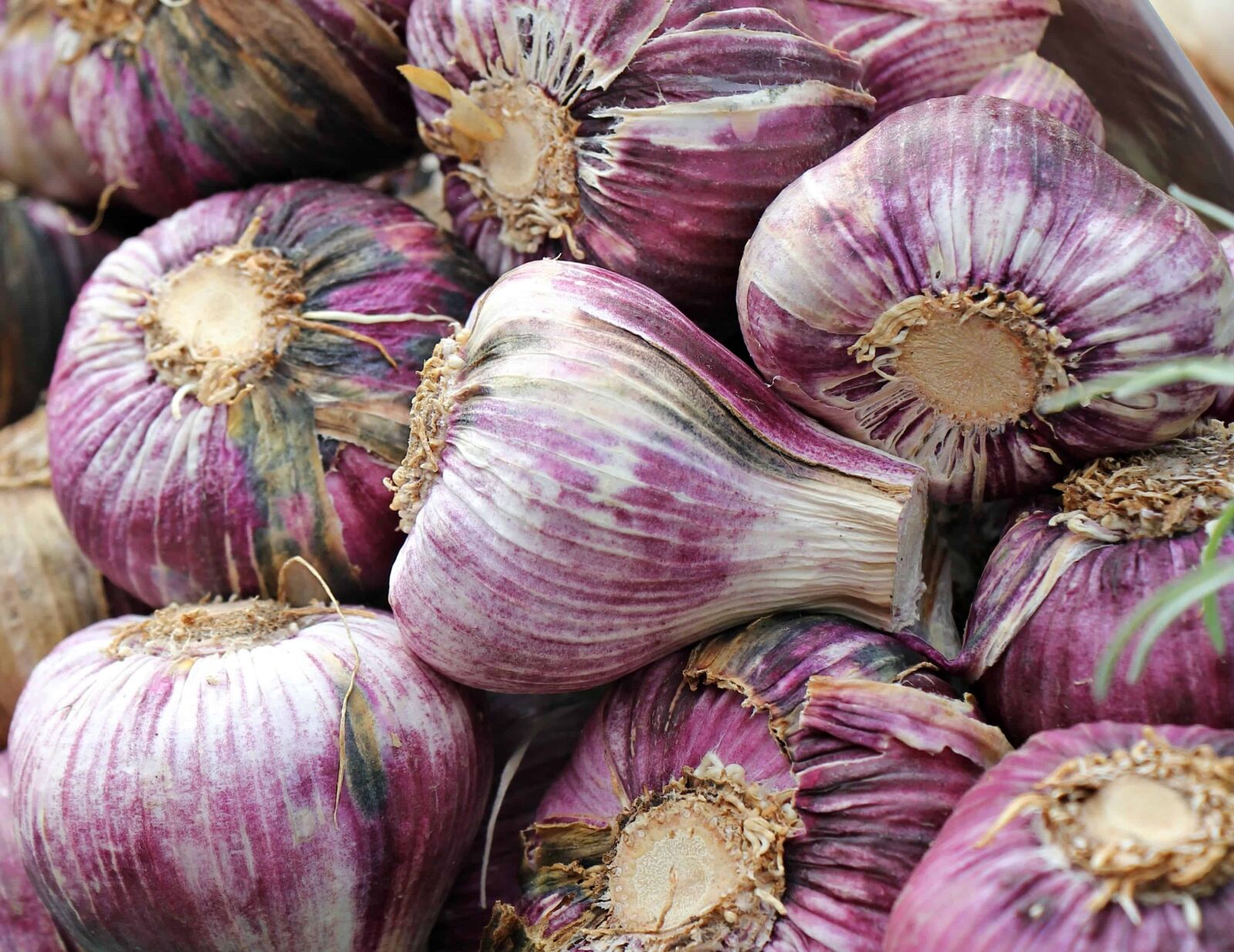 Canon EOS 550D (EOS Rebel T2i / EOS Kiss X4) sample photo. Garlic, market, food, vegetable photography