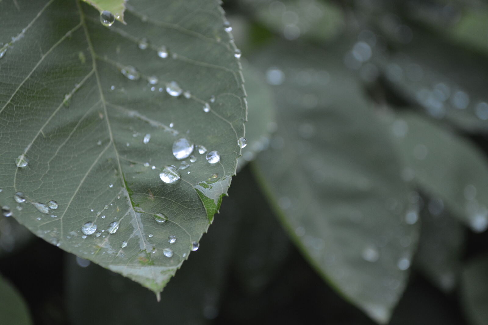 Nikon D3200 sample photo. Green, leaf, water, drop photography