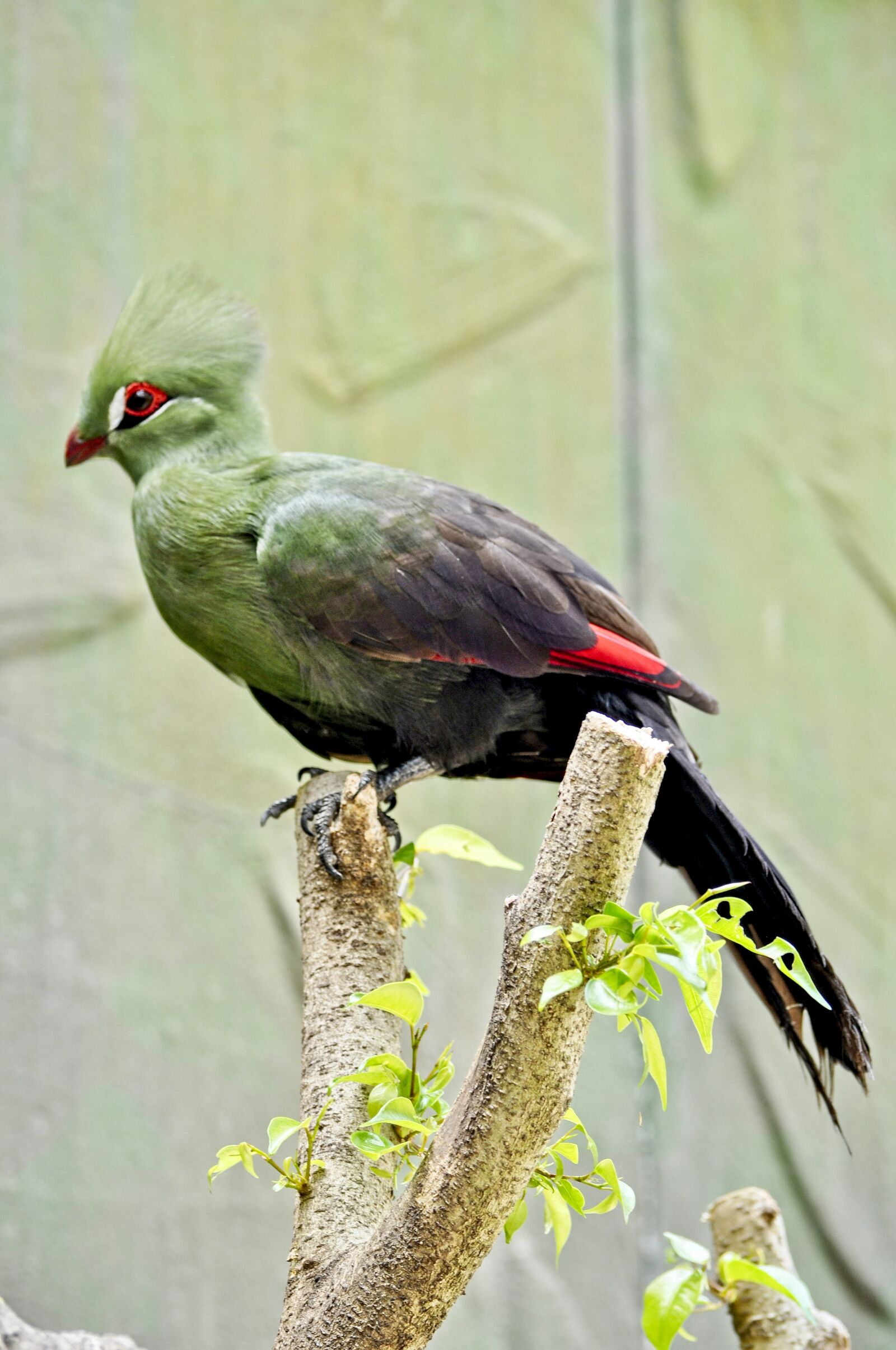 Nikon D5000 sample photo. Guineaturaco, bird, animal photography