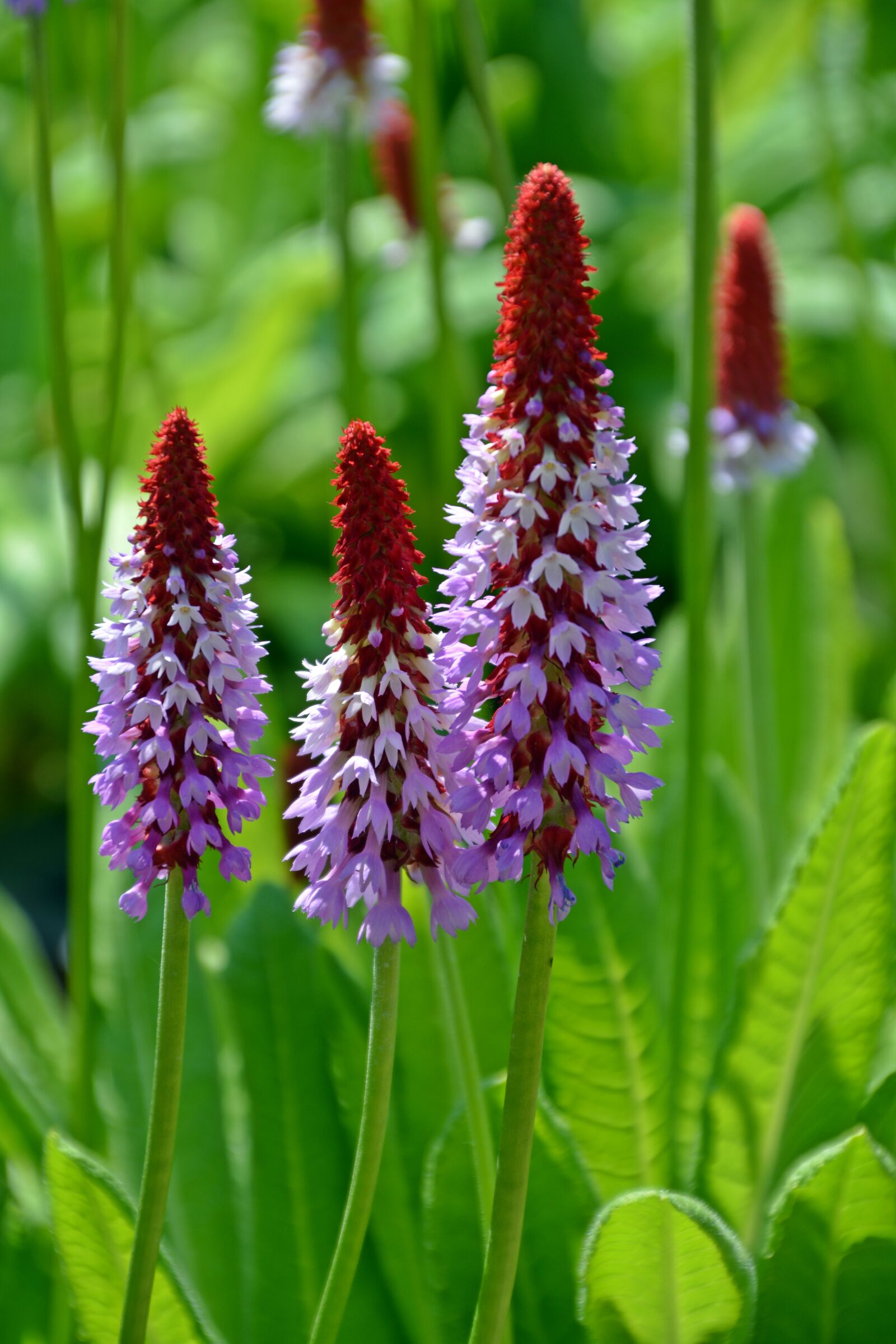 Nikon D5200 sample photo. Flower, lupinien, orchid photography