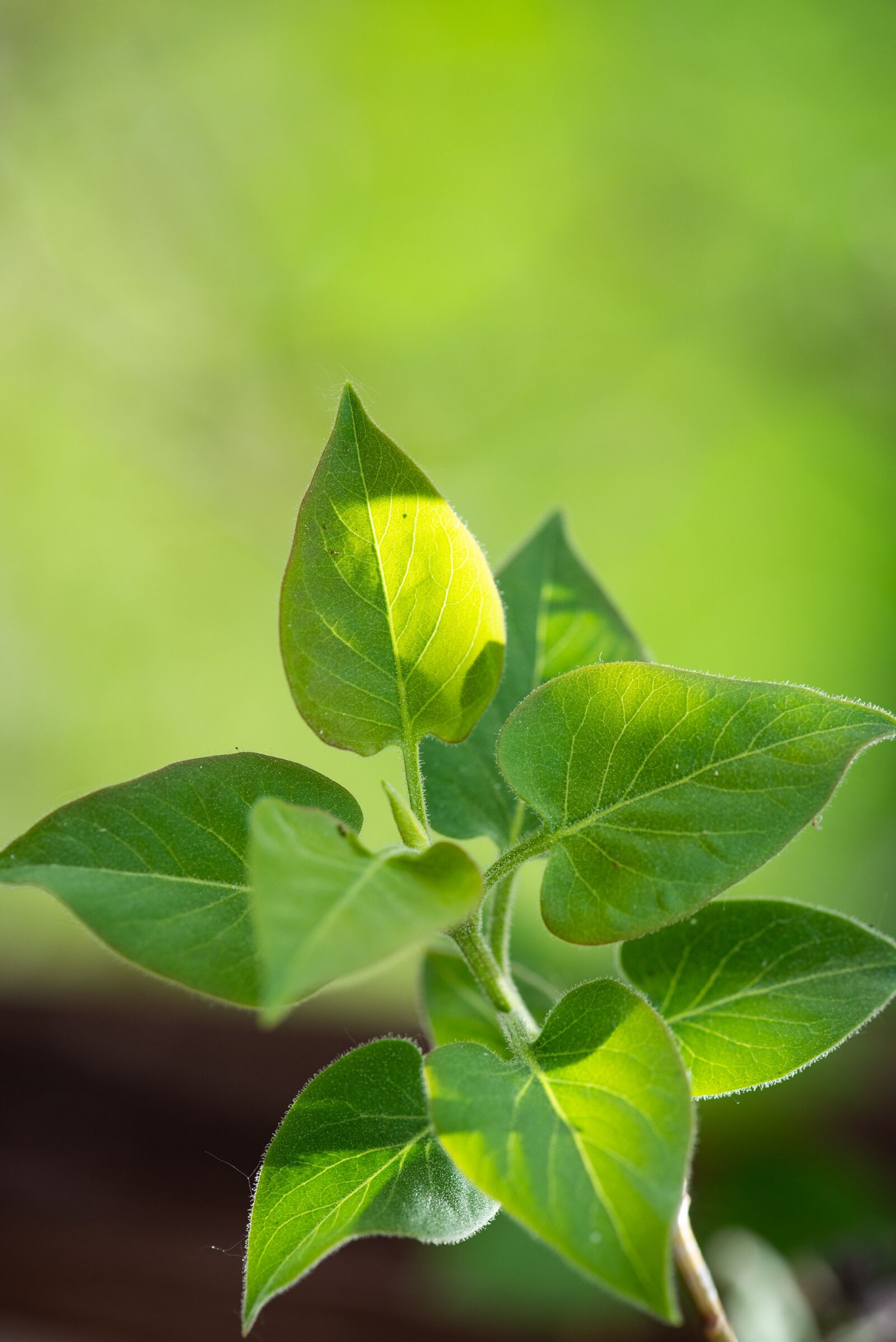 Nikon D750 sample photo. Lilac, leaves, green photography