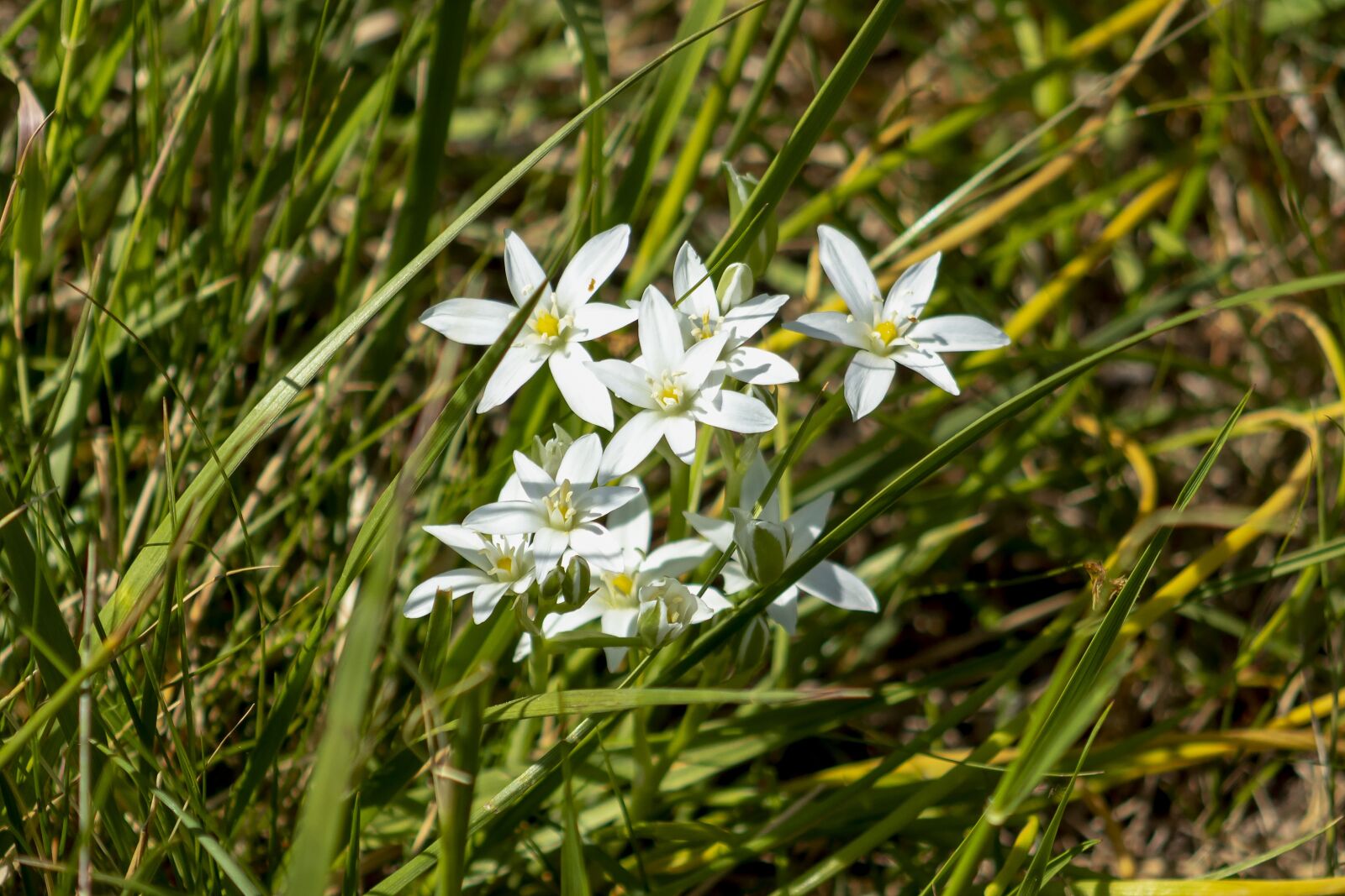 Canon EF75-300mm f/4-5.6 sample photo. Justin, field, wildflower photography