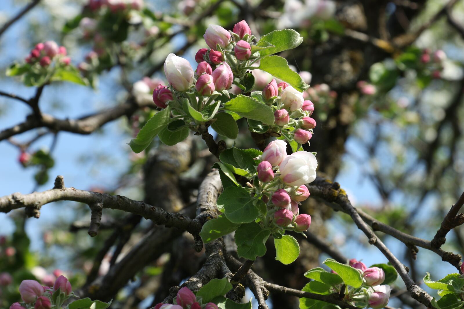 Canon EOS 700D (EOS Rebel T5i / EOS Kiss X7i) sample photo. Tree, nature, plant photography