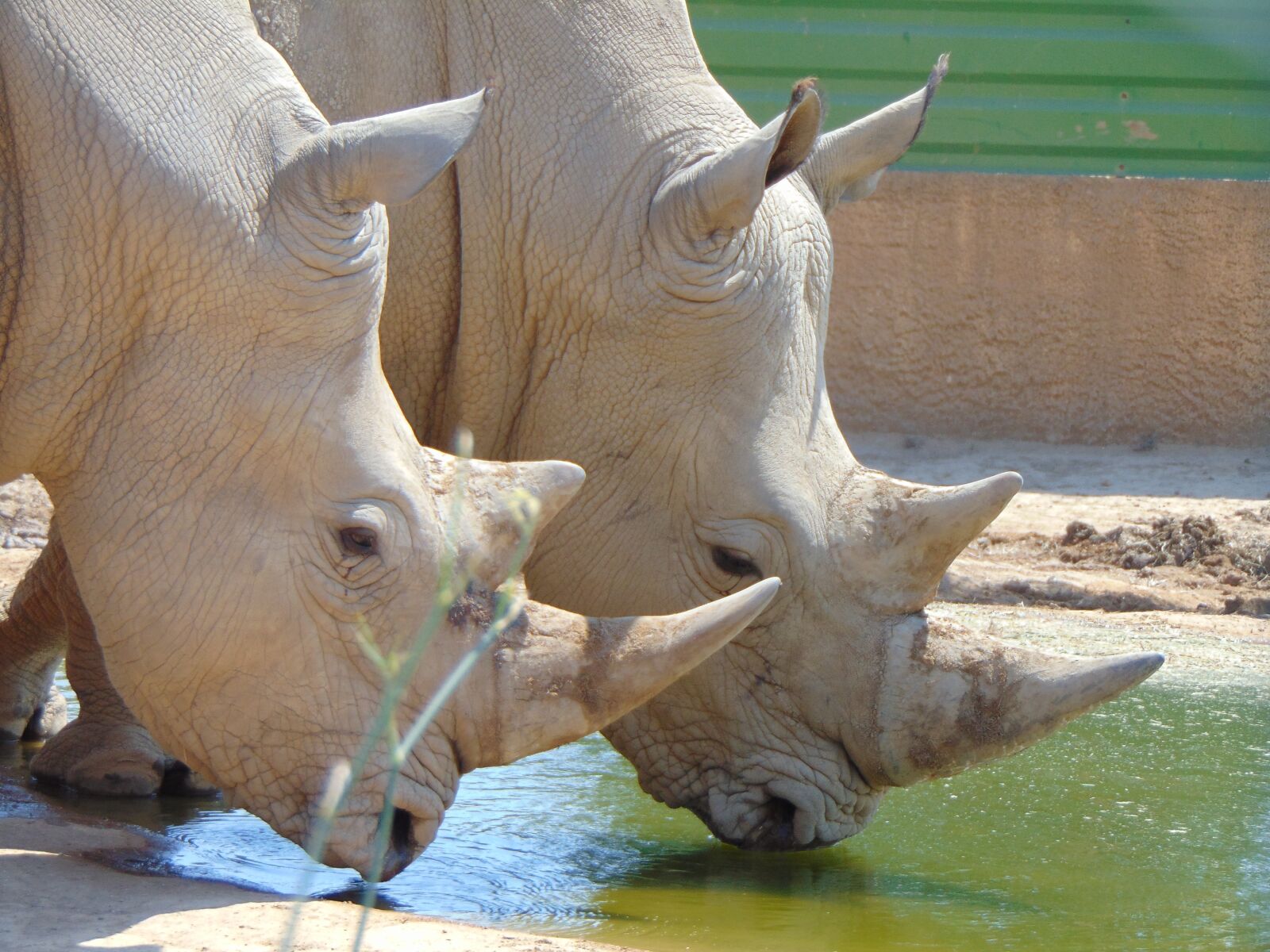Sony Cyber-shot DSC-H300 sample photo. Rhino, pond, water photography
