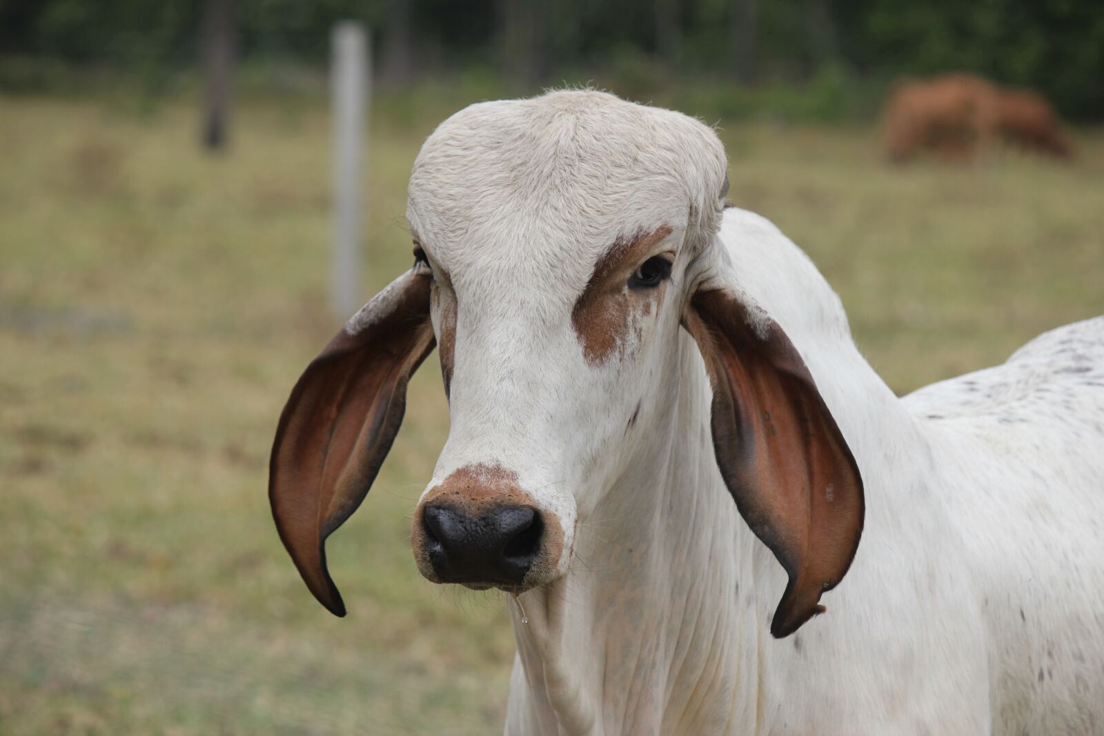 Canon EOS 550D (EOS Rebel T2i / EOS Kiss X4) sample photo. Bovine, livestock, farm photography