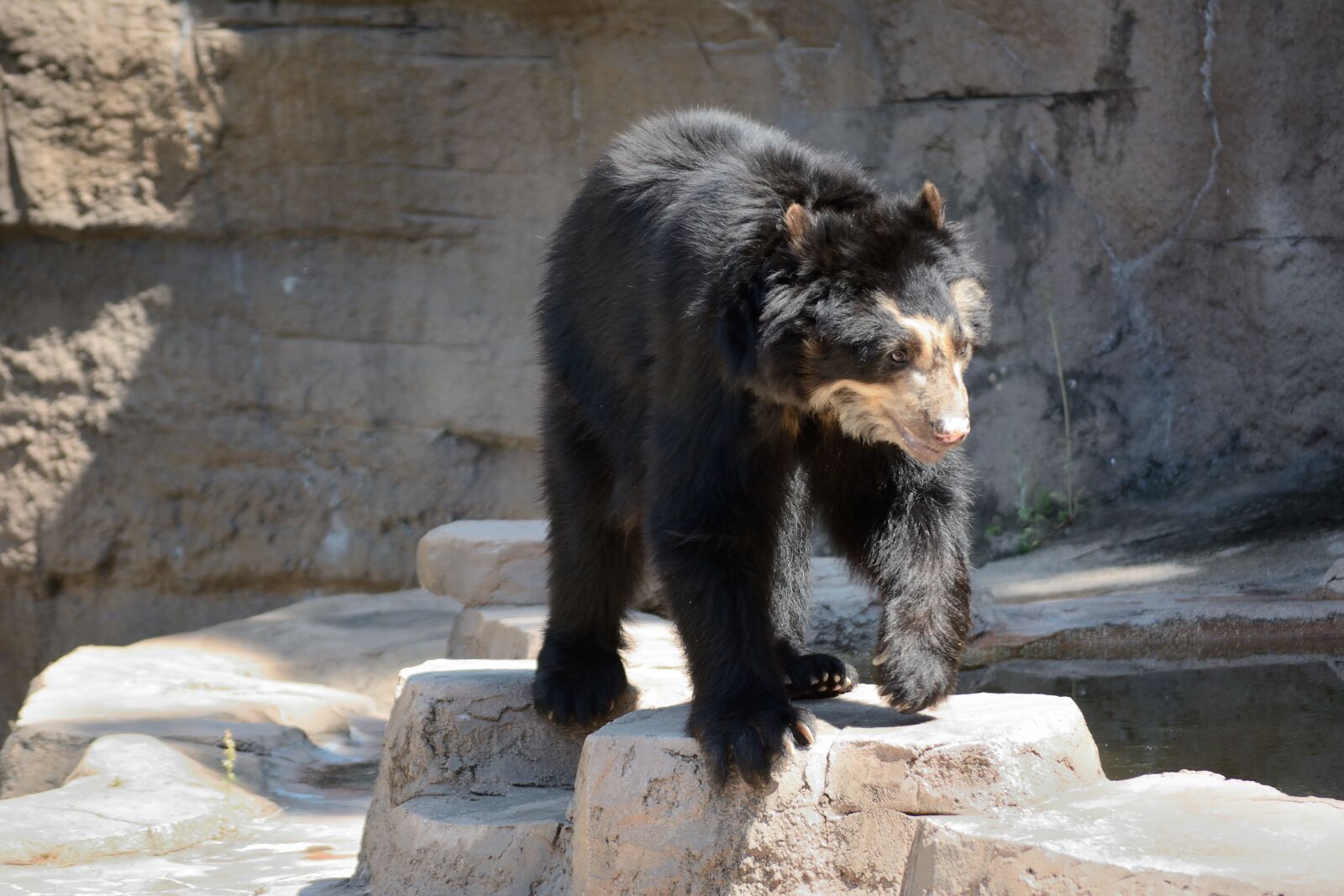 Nikon D7100 sample photo. Bear, zoo, wildlife photography