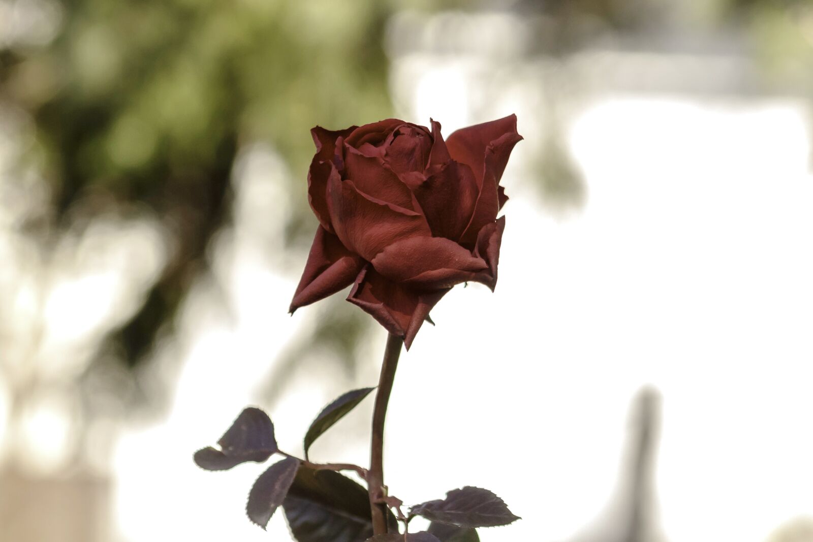 Canon EF75-300mm f/4-5.6 sample photo. Rose, tea rose, flower photography