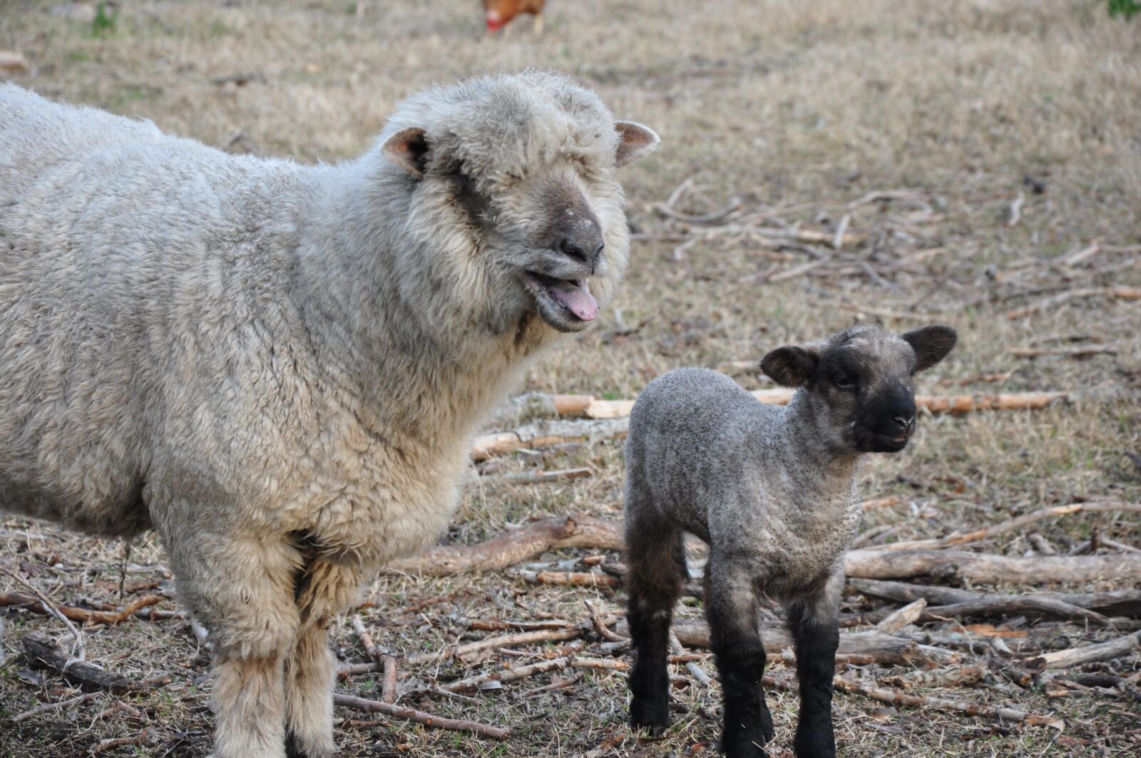 Nikon D90 sample photo. Sheep, mother, daughter photography