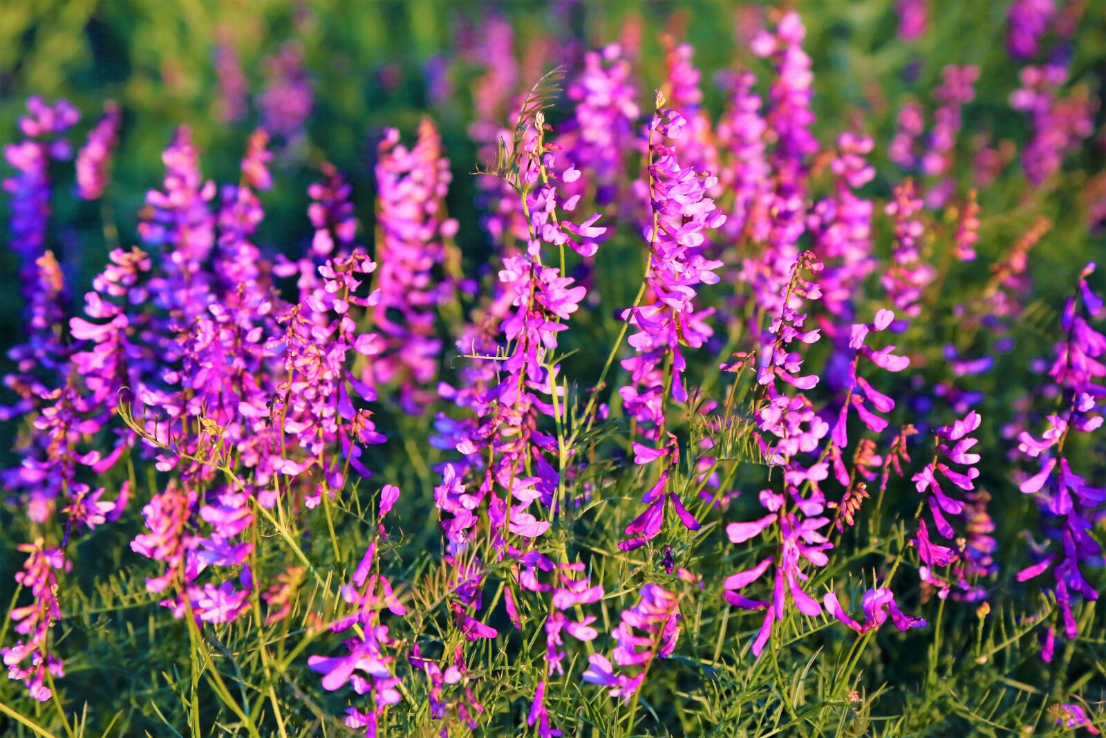 Canon EF 24-105mm F4L IS USM sample photo. Flowers, spring, nature photography